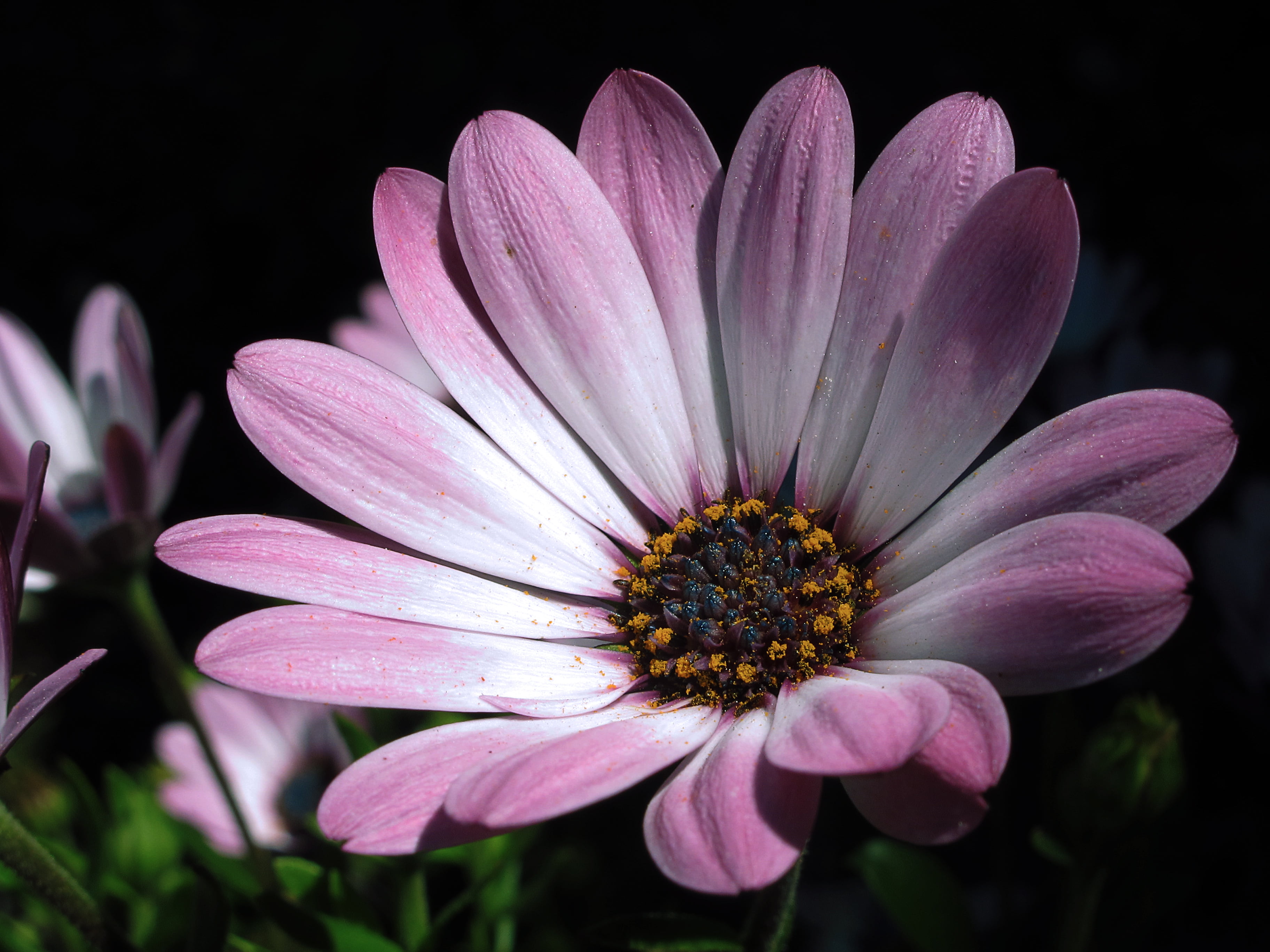 MACRO, shallow focus, day, African Daisy, nature, photography, close-up, flickr, petal, pink, summer, Dimorphotheca ecklonis, Osteospermum, wers, Blossoms, HD Wallpaper