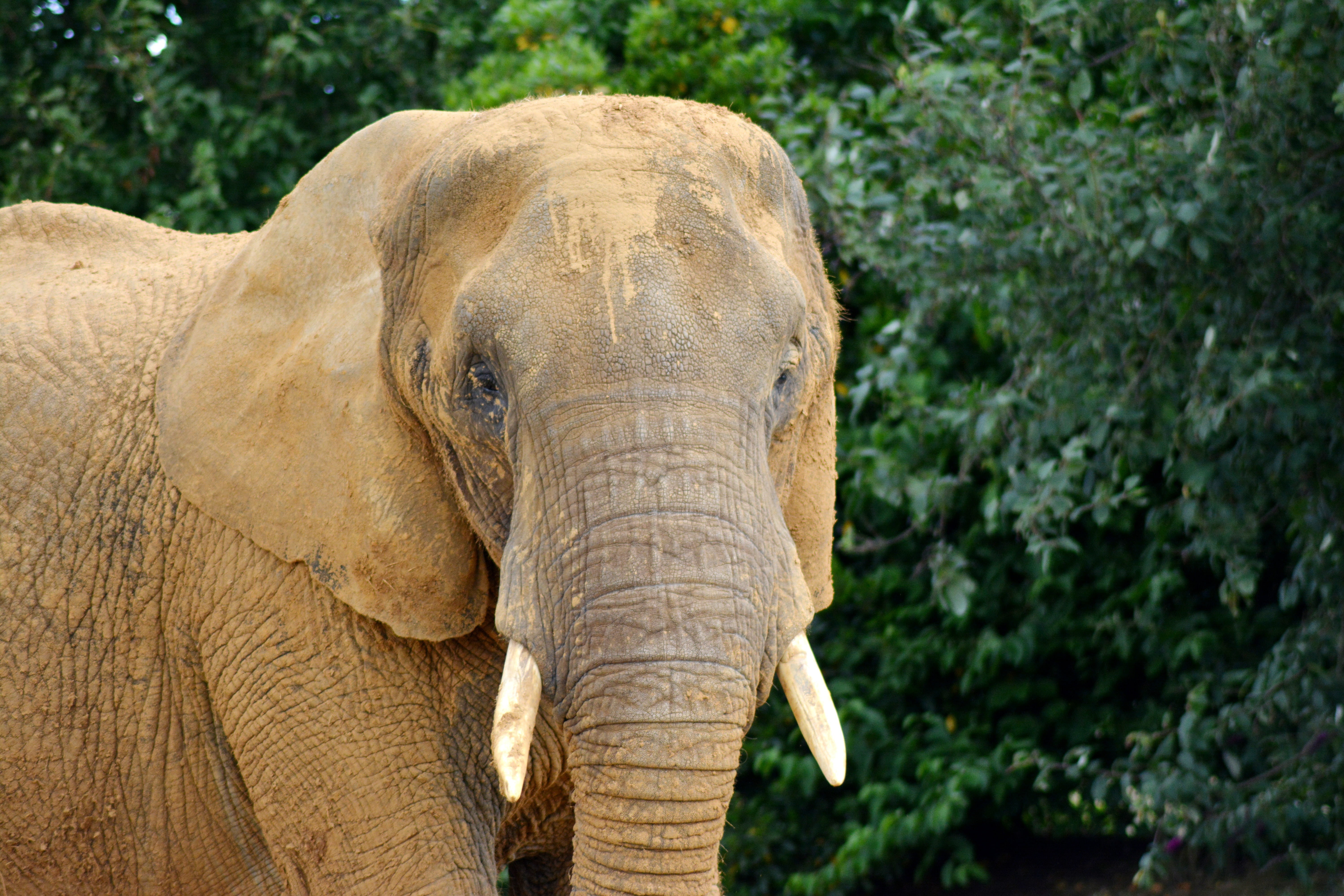 tree, large, trunk, nature, african elephant, elephantidae, herbivorous, animal head, safari animals, animal, brown, forest, safari, animal body part, animal wildlife, HD Wallpaper