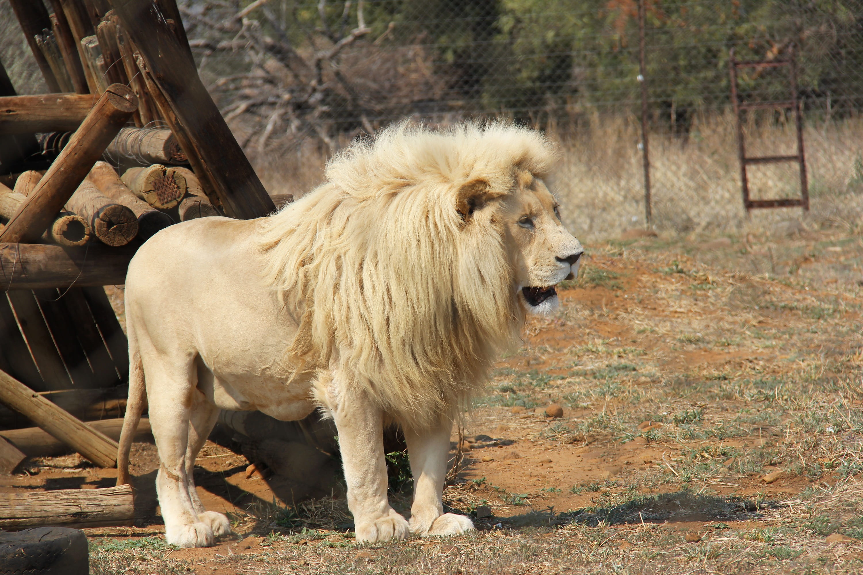 animal hair, brown, photo, animal wildlife, tiger, no people, pets, outdoors, livestock, gorgeous, big5, one animal, nature, south africa, pilanesberg national park, HD Wallpaper