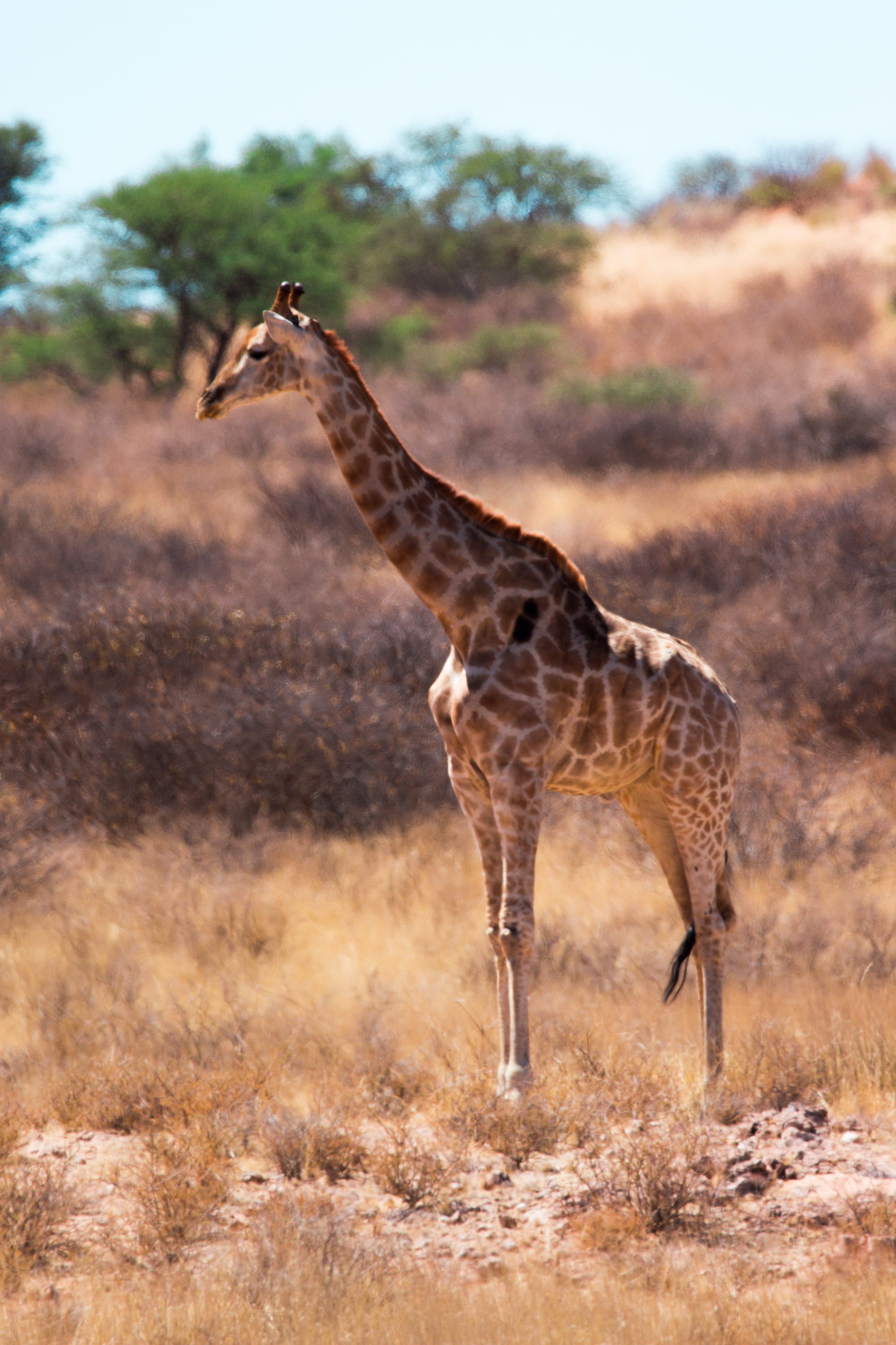 domestic animals, sky, animals in the wild, 5K, outdoors, nature, giraffe, shot, animal themes, unsplash, animal neck, animal, africa, outdoor, mammal, Phone HD Wallpaper