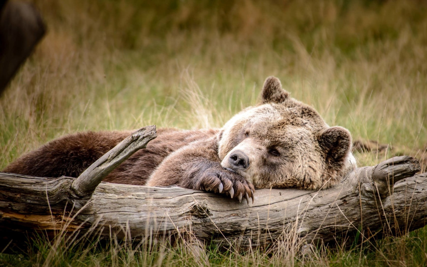 720P, day, grass, canada, cute, grizzly, brown Bear, recreation, outdoors, vertebrate, resting, animal wildlife, animals In The Wild, wildlife Reserve, HD Wallpaper