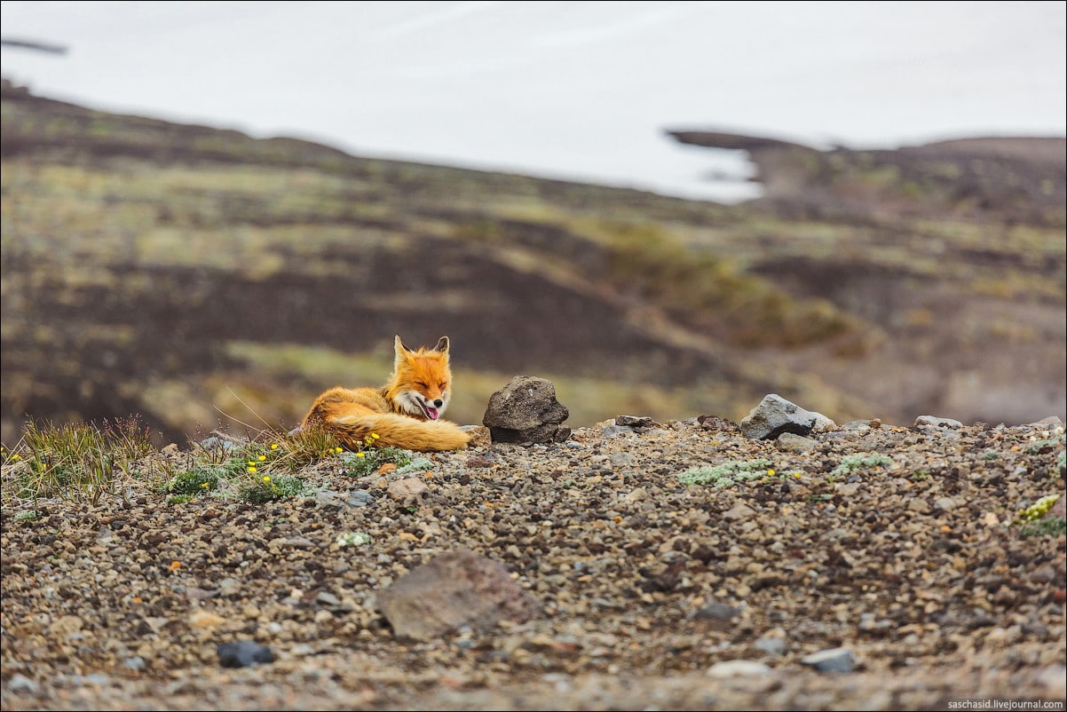 fox, domestic, land, domestic animals, outdoors, rodent, field, squirrel, day, animal, pets, nature, one animal, animal themes, animals, animals in the wild, HD Wallpaper