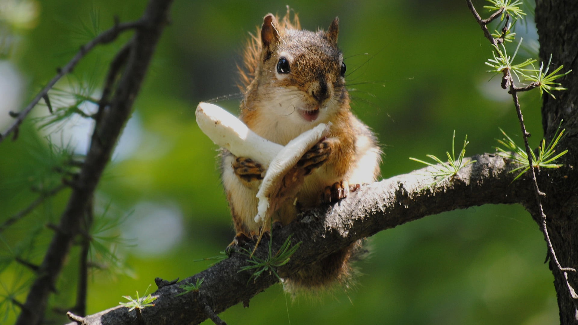 wild, day, fur, tree, wildlife, 1080P, sitting, animals, nature, one animal, outdoors, animal themes, low angle view, no people, close-up, squirrel, branch, HD Wallpaper
