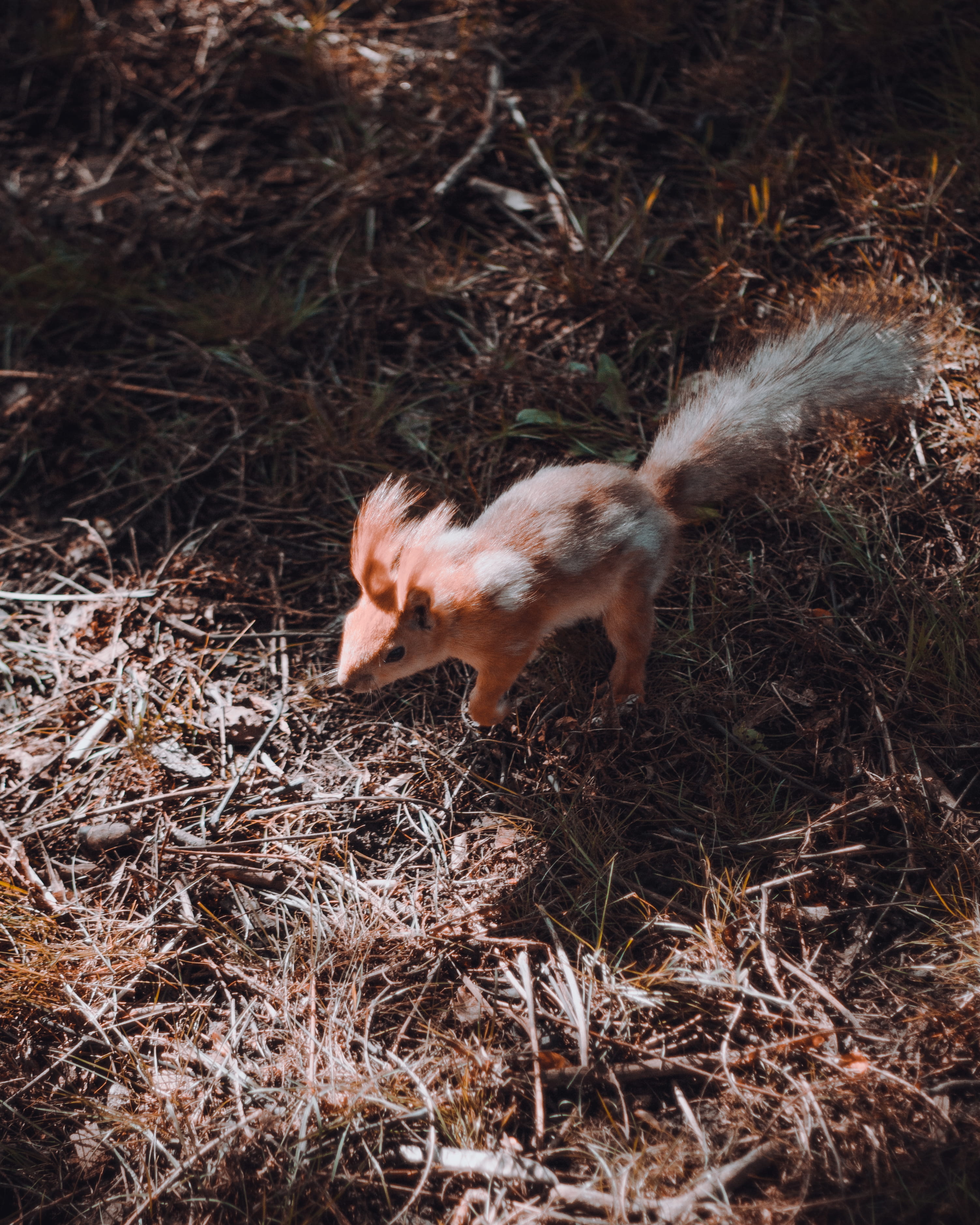vertebrate, animal themes, no people, rodent, land, eating, animal wildlife, reptile, outdoors, day, hog, nature, squirrel, snake, food, boar, herbivorous, Phone HD Wallpaper