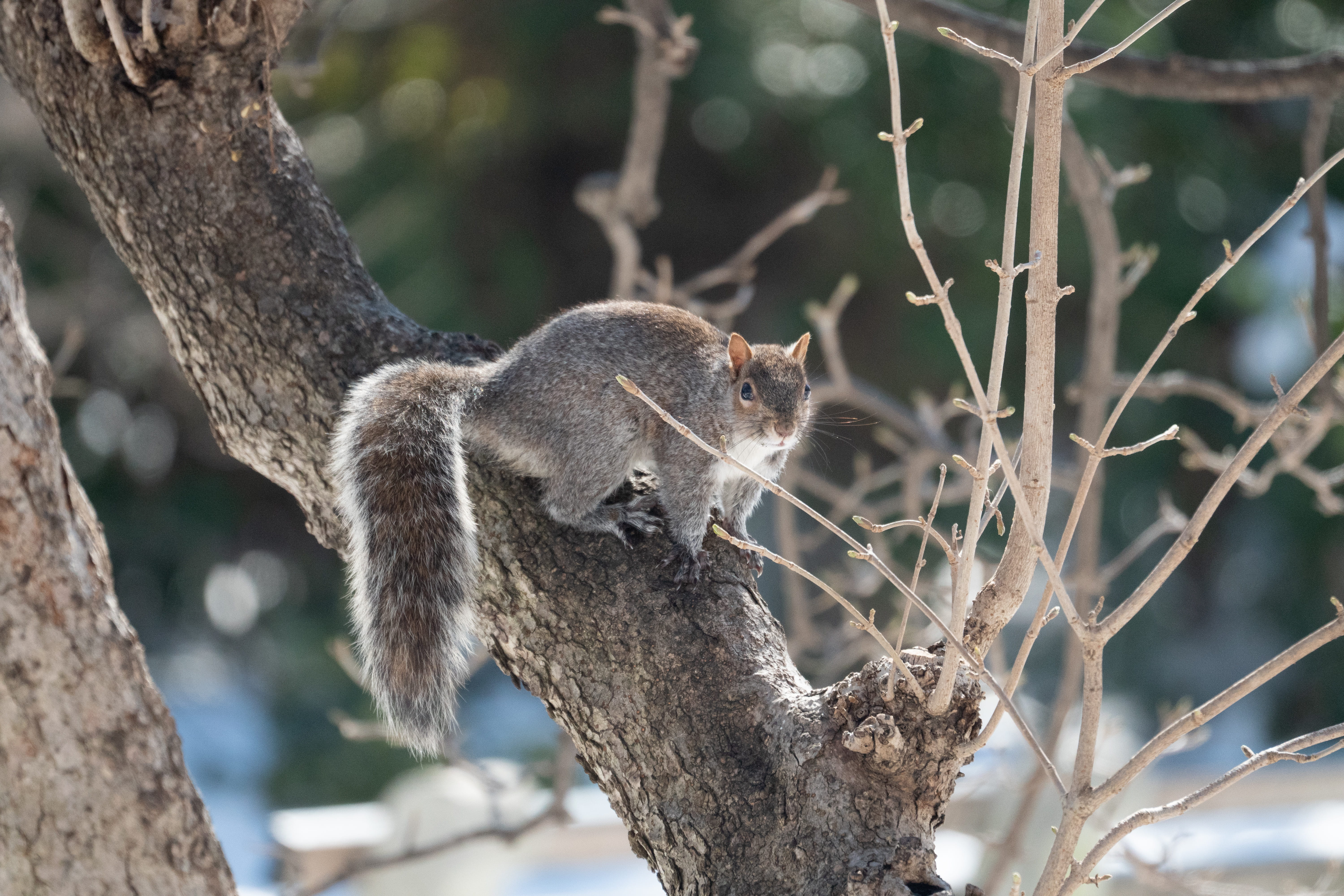 focus on foreground, animal, produce, lemur, food, animal themes, no people, photography, manx, grain, nature, tree, rodent, care, animal wildlife, weasel, HD Wallpaper