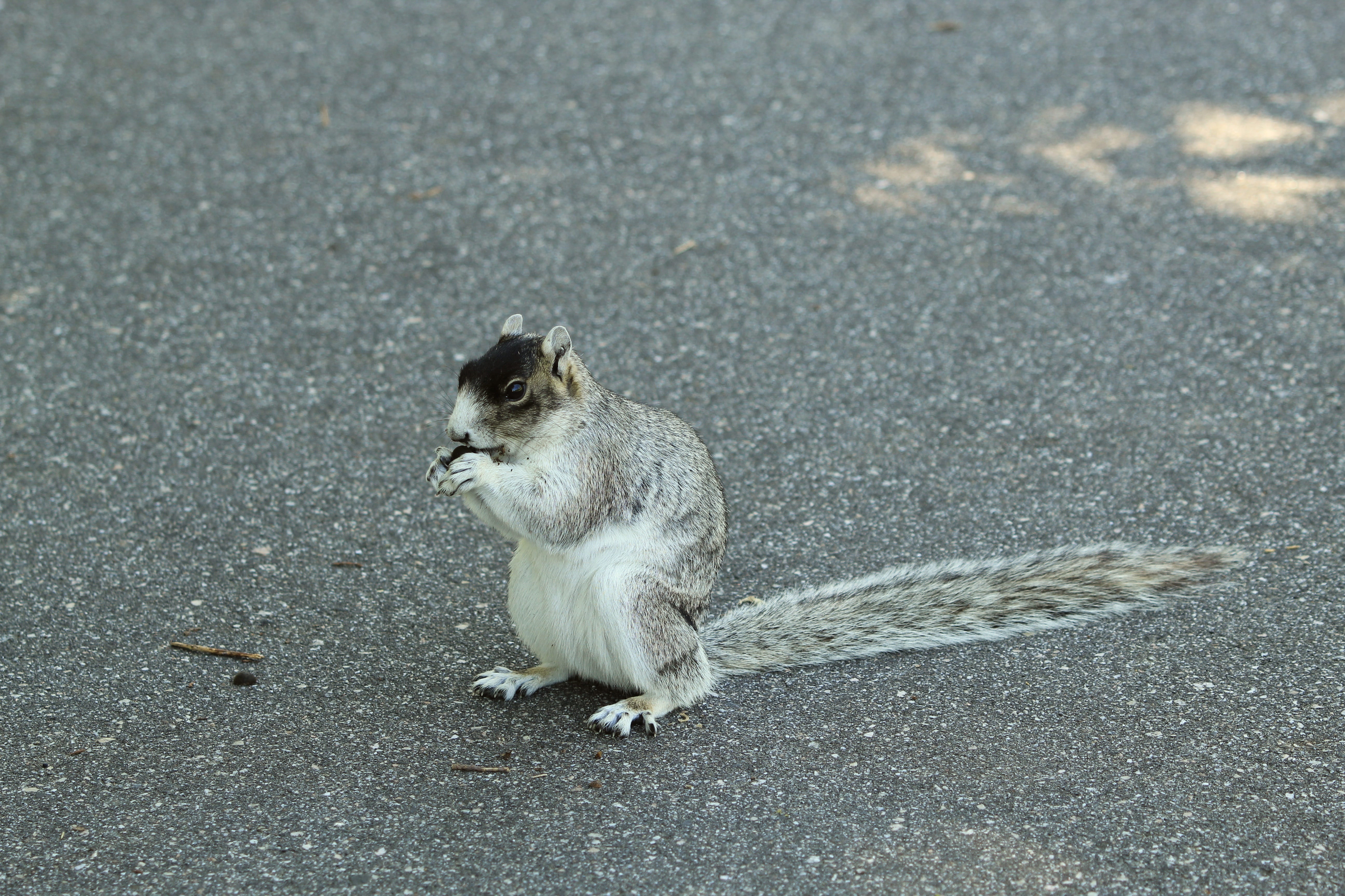 transportation, sitting, mammal, nature, day, animal themes, no people, vertebrate, road, fox squirrel, animals in the wild, rodent, 5K, looking, full length, HD Wallpaper