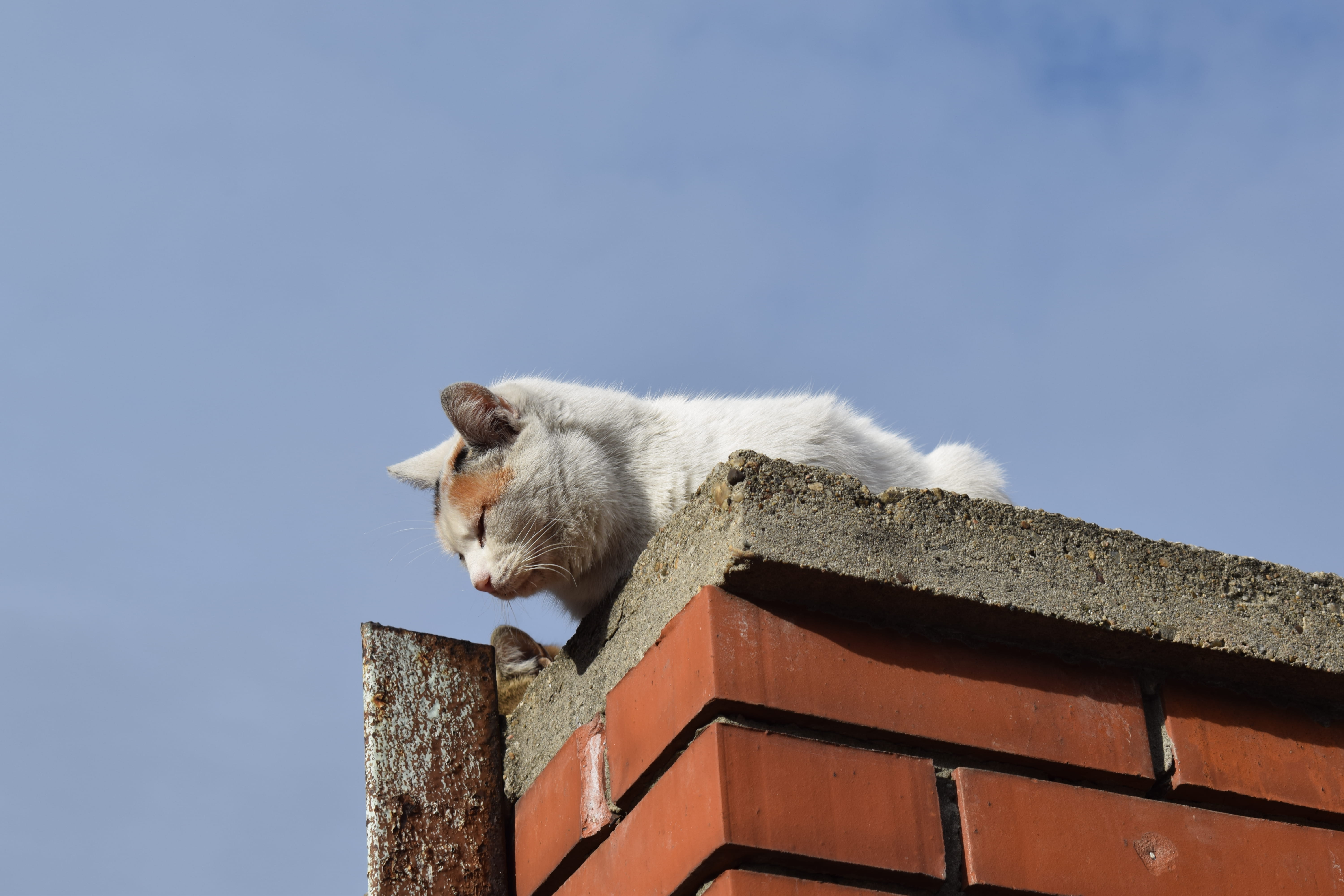 built structure, architecture, animal, no people, angora, domestic cat, day, vertebrate, cat, pigeon, 5K, animal themes, abyssinian, siamese, banister, HD Wallpaper
