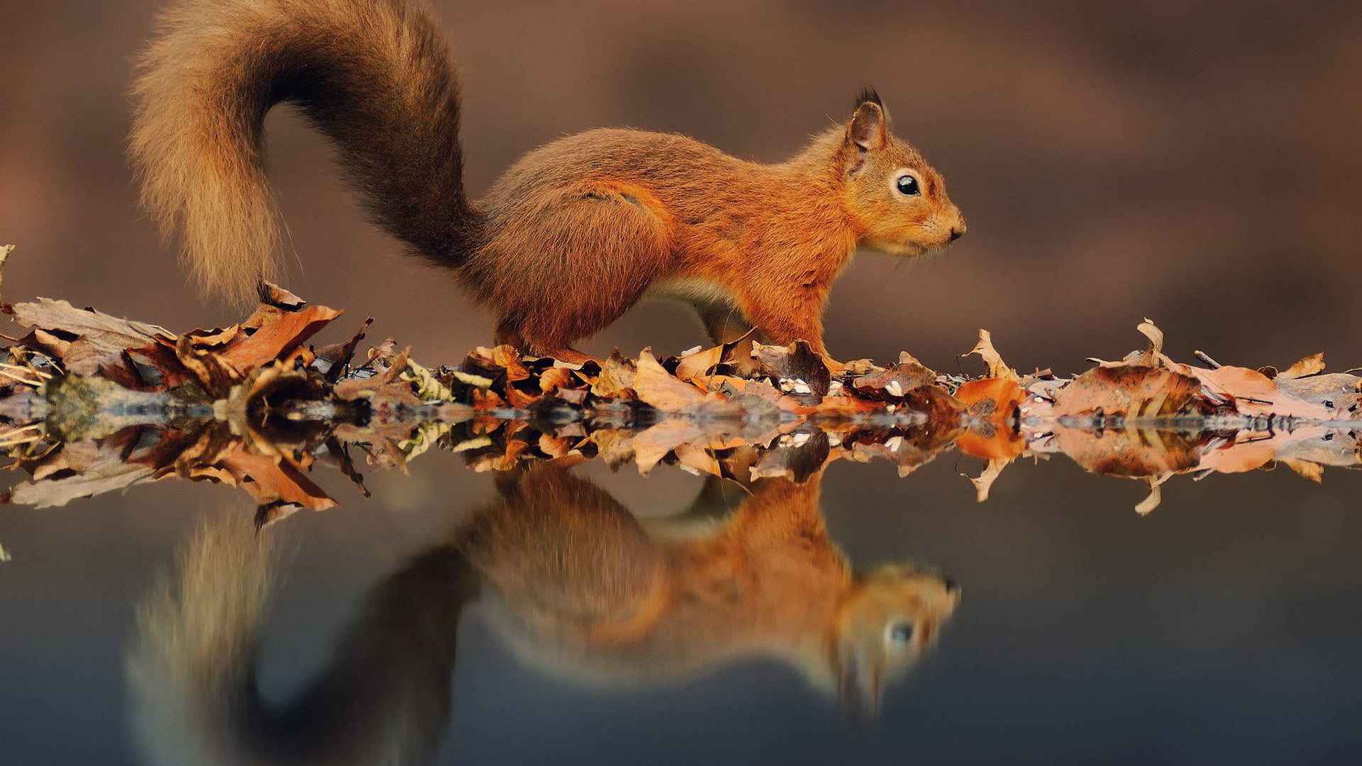 whisker, nature, animal themes, no people, goldfish, vertebrate, pet, cute, squirrel, animal, branch, tree squirrel, 1080P, mammal, animals in the wild, HD Wallpaper