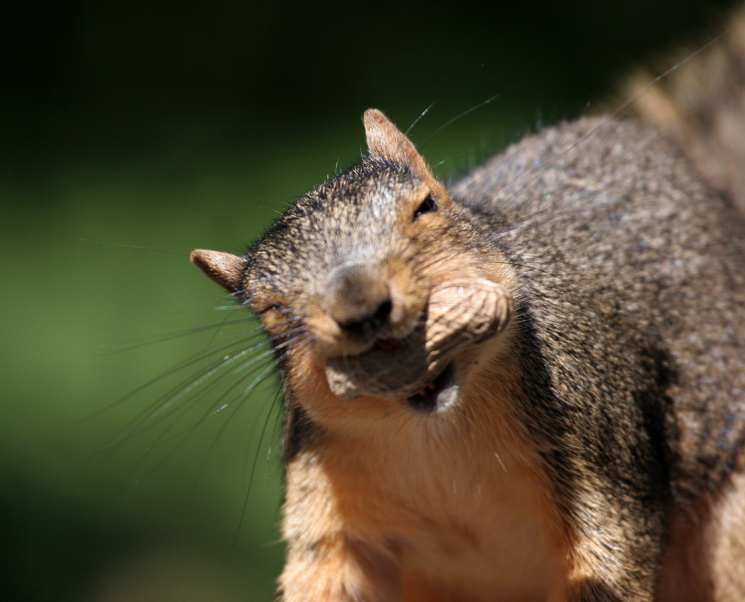 wildlife, peanut, one Animal, who says, Eastern Fox Squirrel, dont, 2K, squirrels, picture, eyes, cute, mount, tail, selective, explore, close-up, smile, HD Wallpaper