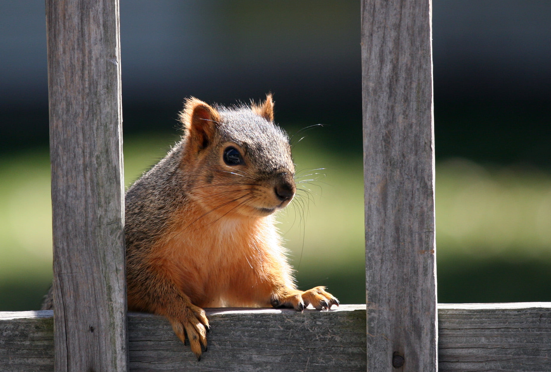 today, Eastern Fox Squirrel, outdoors, nature, animal, fence, wildlife, close-up, brown, rodent, mammal, leaning, squirrel, wooden, shallow, 720P, photography, HD Wallpaper