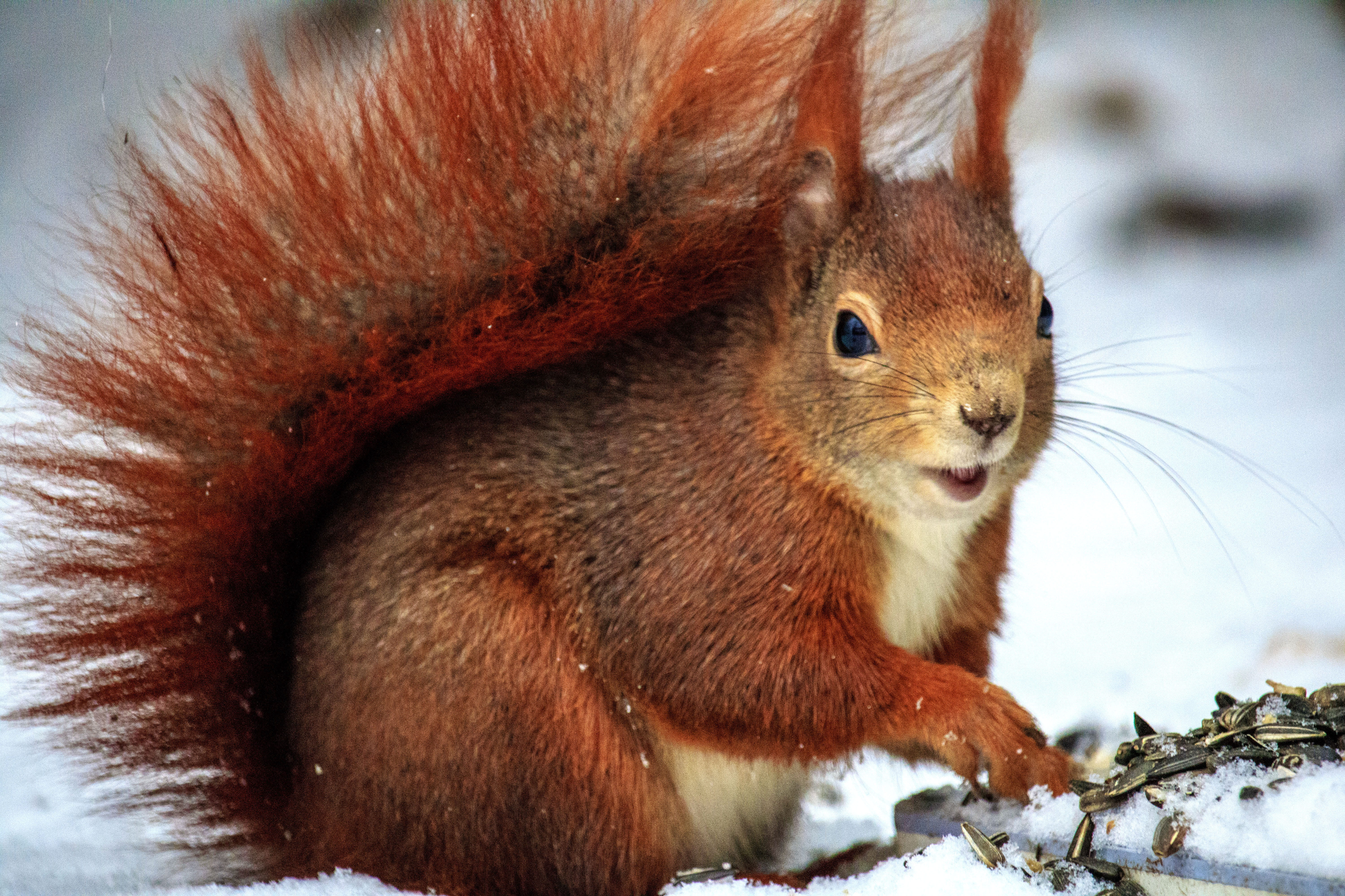 wildlife, daytime, 5K, whisker, no people, photo, squirrel, animal photography, fur, wild, cute, portrait, animal wildlife, hair, animal head, nature, HD Wallpaper