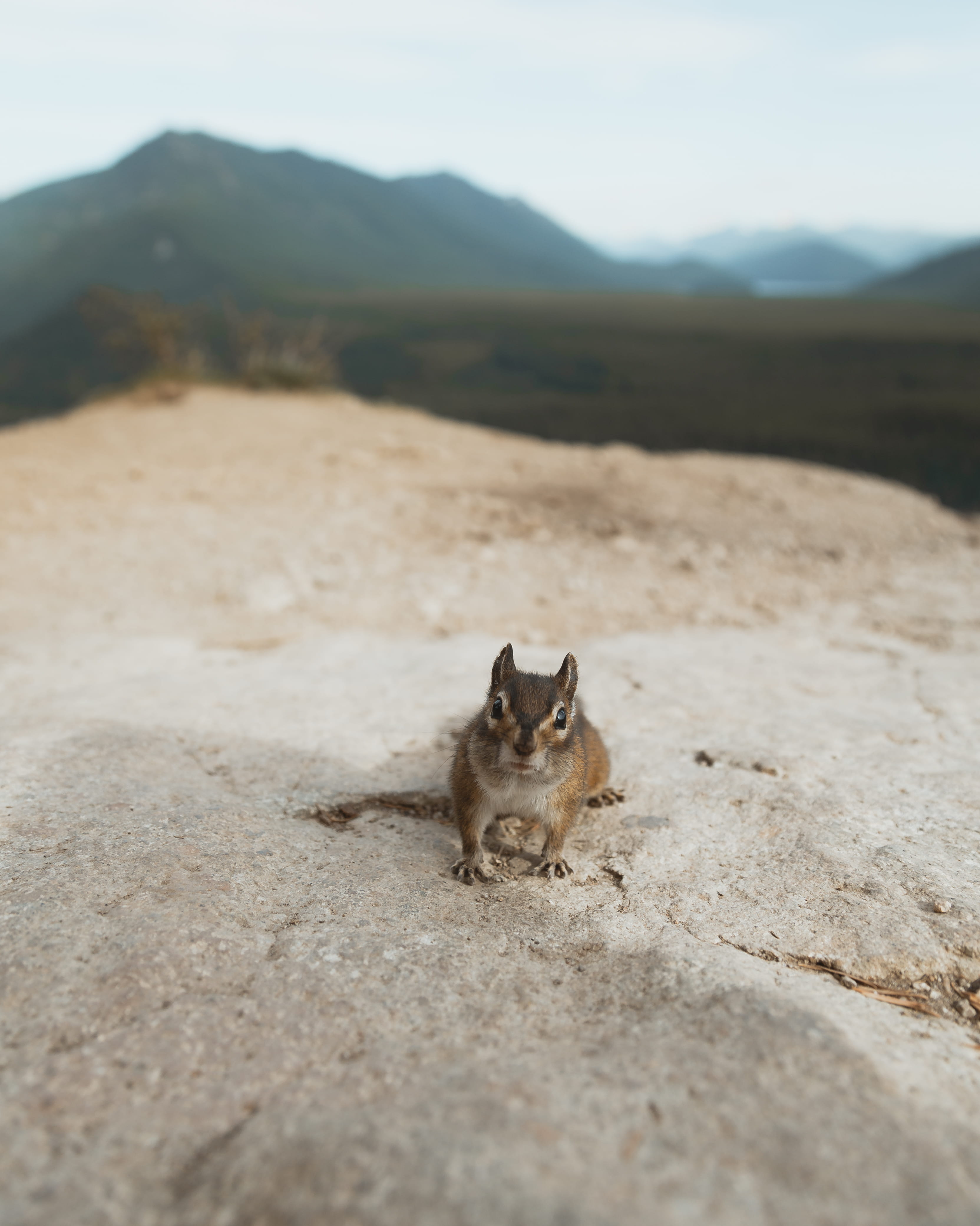 landscape, portrait, animal wildlife, no people, nature, mountain, path, one animal, animal, pet, sand, domestic animals, land, cat, squirrel, domestic, Phone HD Wallpaper