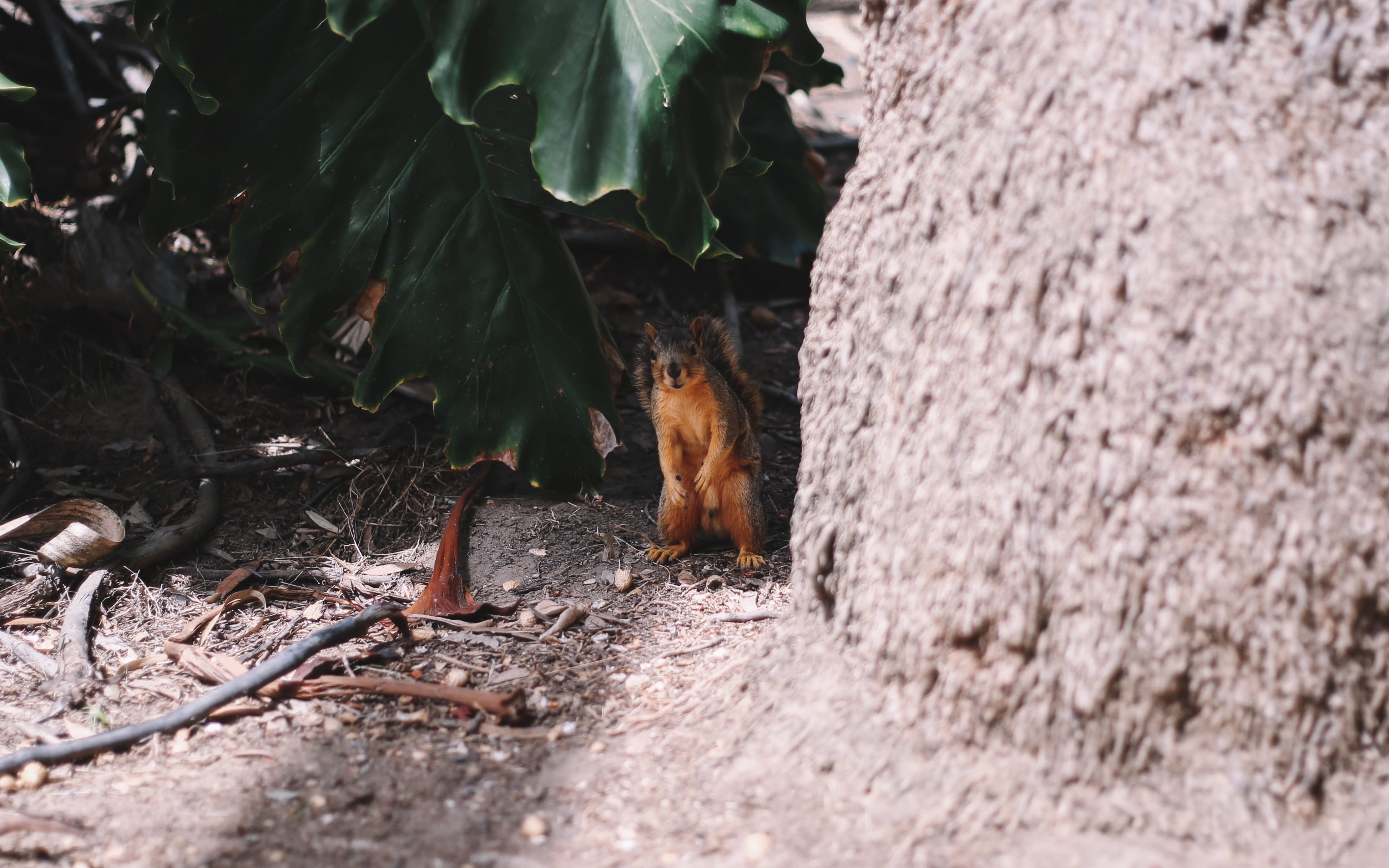 one animal, day, rodent, united states, plant, domestic, animals in the wild, outdoors, pets, vertebrate, hiding, kit fox, zoo, no people, 4K, small animal, HD Wallpaper