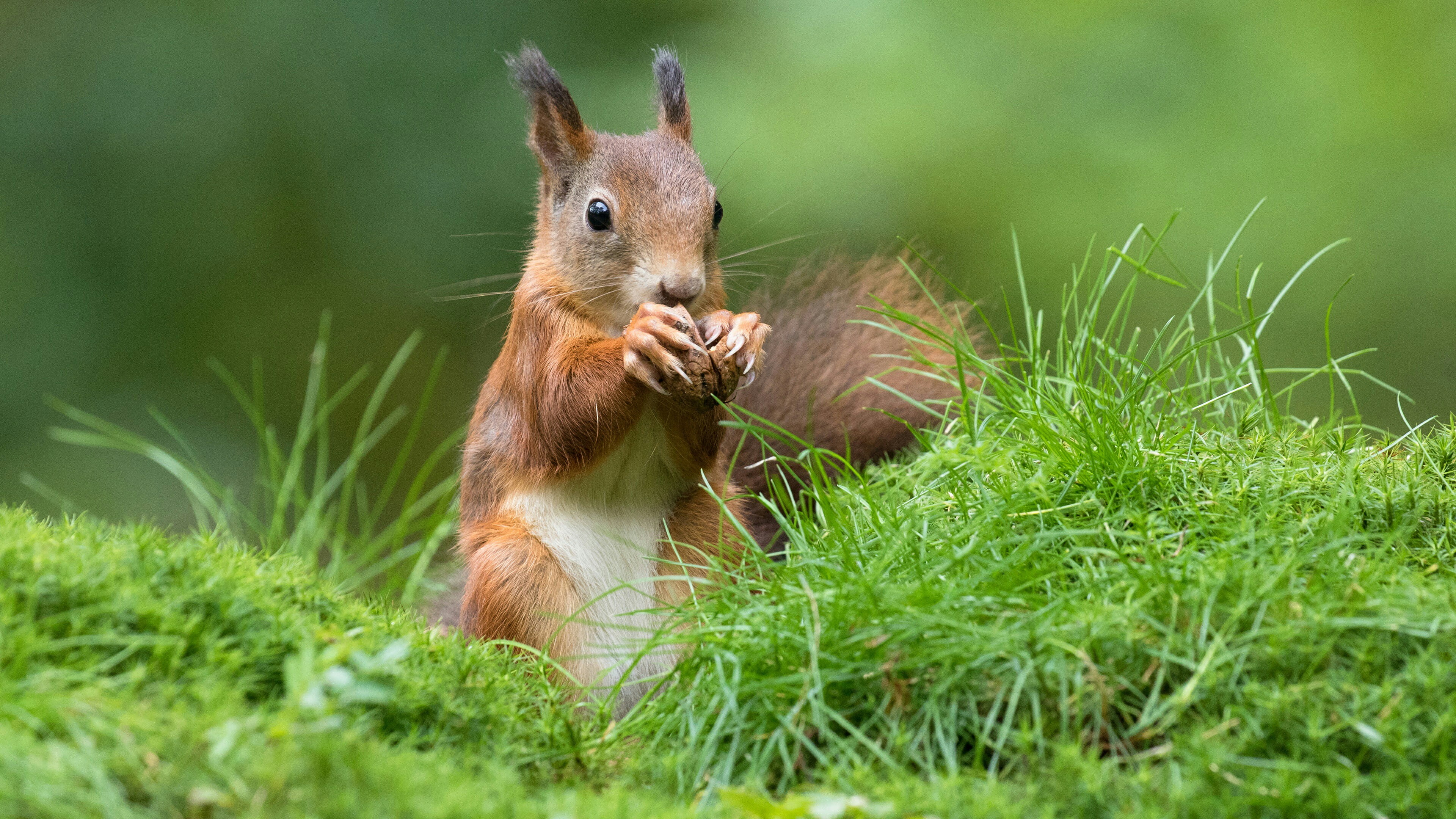 food, day, nut, pawns, rodent, one animal, nature, fox squirrel, 4K, land, eating, vertebrate, squirrel, eat, animal themes, no people, grassland, mammal, HD Wallpaper