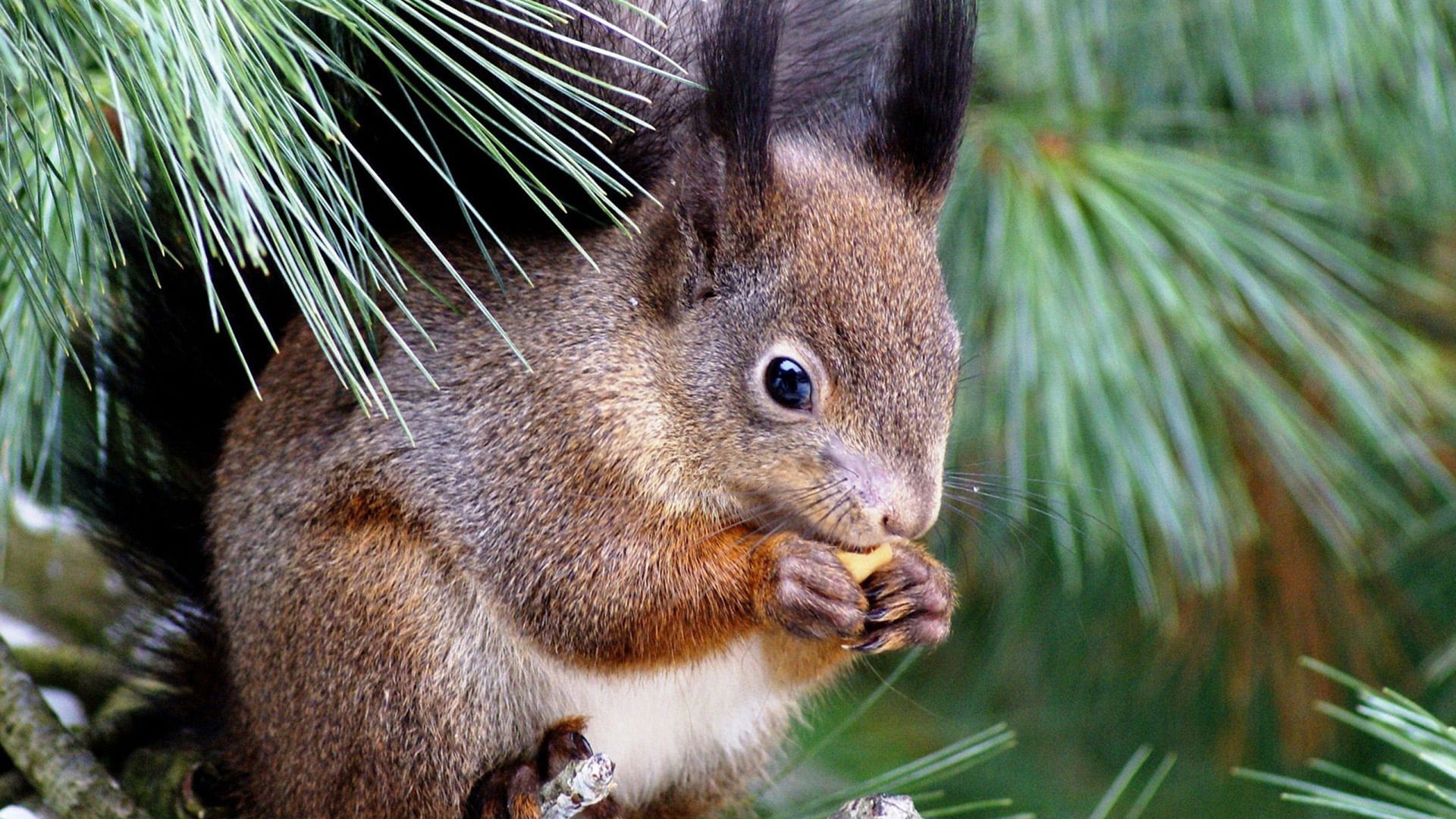 pet, animal wildlife, animals, portrait, animal eye, outdoors, wild, animal, bunny, vertebrate, domestic, hare, fox squirrel, rat, nature, plant, brown, HD Wallpaper