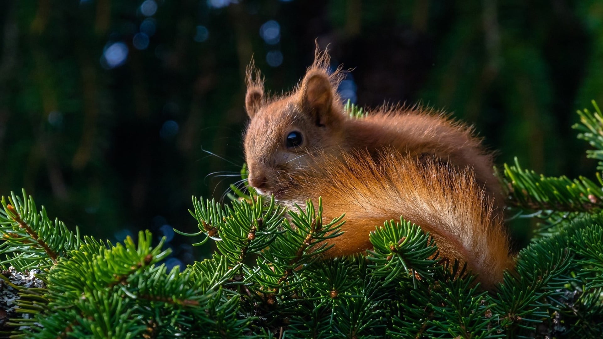 land, growth, fox squirrel, animal wildlife, wildlife, whiskers, animals in the wild, pine, squirrel, brown, focus on foreground, close-up, mammal, twig, HD Wallpaper