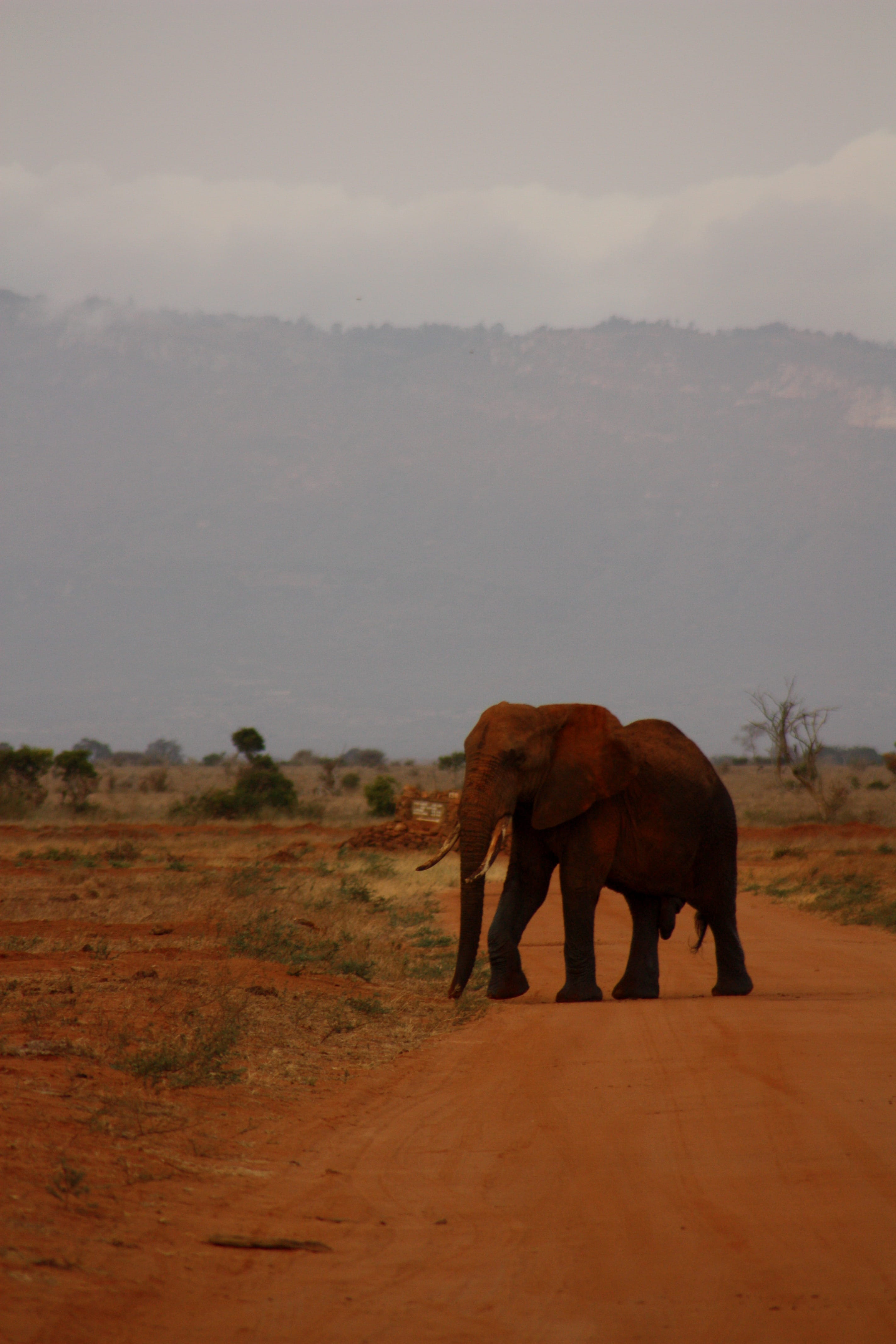 Family, landscape, safari, 4K, Wild, pachyderm, herbivorous, kenya, sky, explore, wilderness Area, national Park, tusk, adventure, vertebrate, wildlife, Phone HD Wallpaper