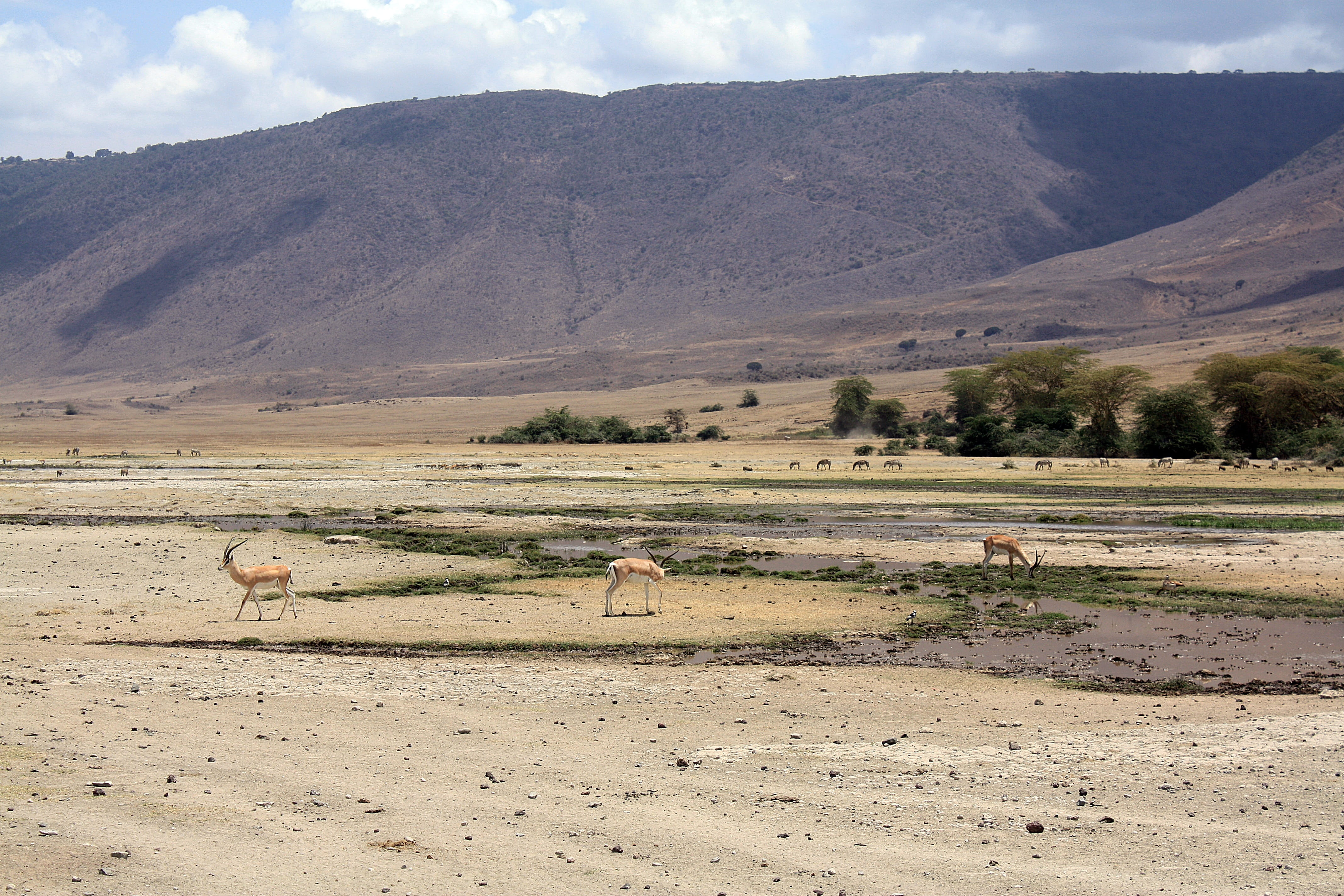 agriculture, herd, mountain range, independent Mongolia, scenics - nature, tranquility, safari Animals, sky, Tanzania, mountain, scenics, Safari, tranquil scene, HD Wallpaper