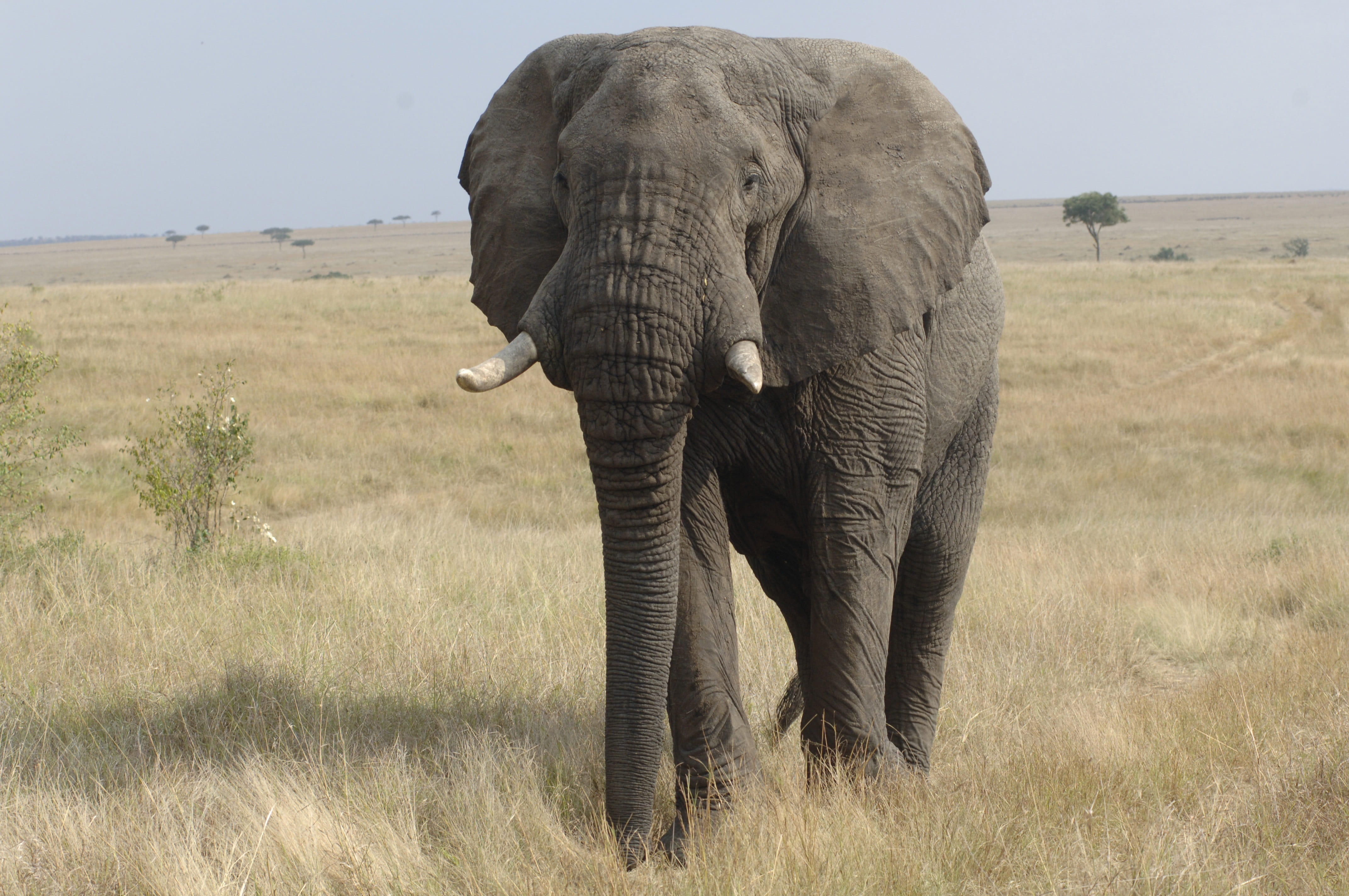 tanzania, outdoors, large, vertebrate, animals In The Wild, Kenya, land, environment, plant, wildlife Reserve, animal themes, african Elephant, plain, day, HD Wallpaper