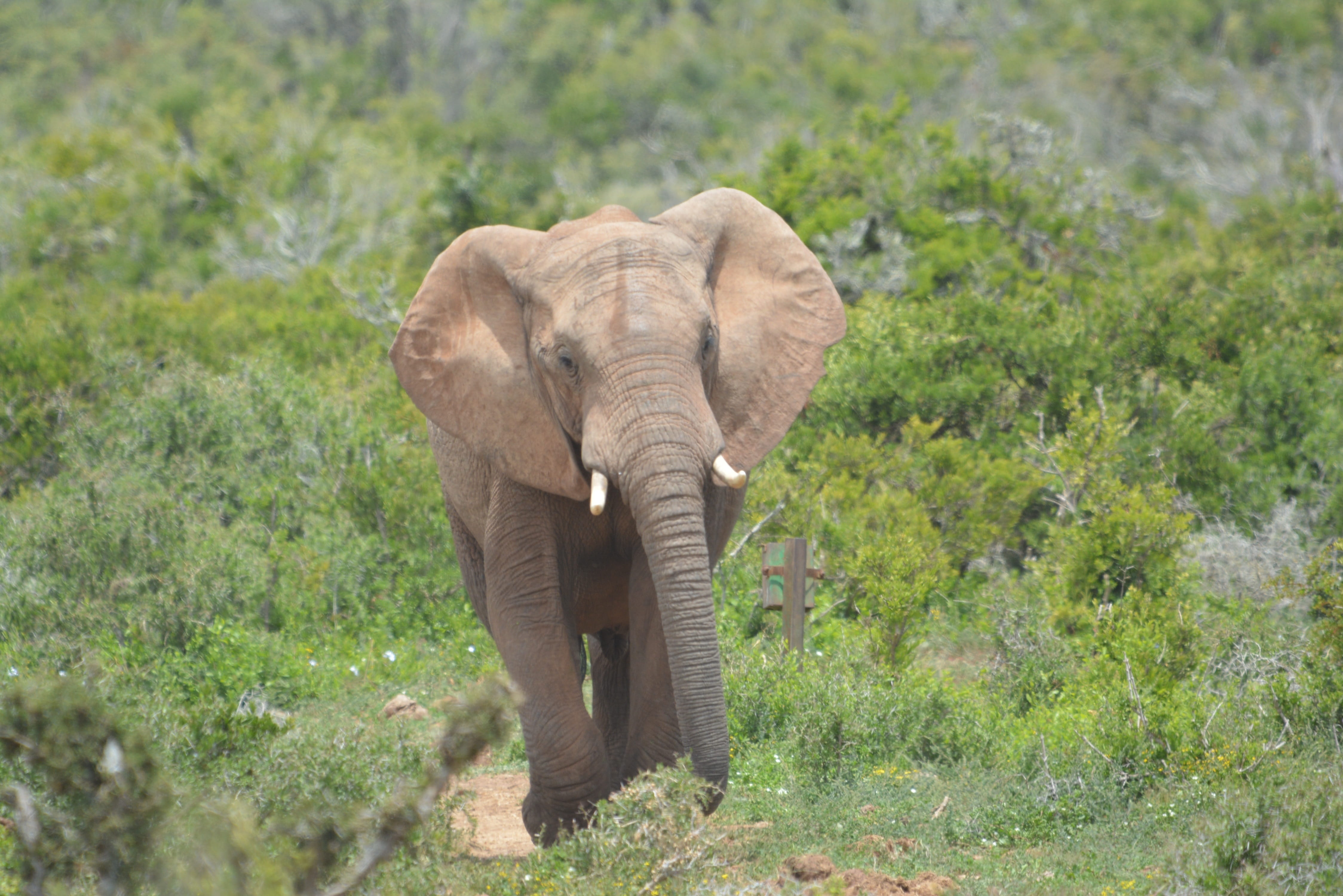 safari, no people, veldt, front view, animal, huge, animal body part, outdoors, environment, mammal, grass, animal wildlife, animal themes, animal trunk, HD Wallpaper