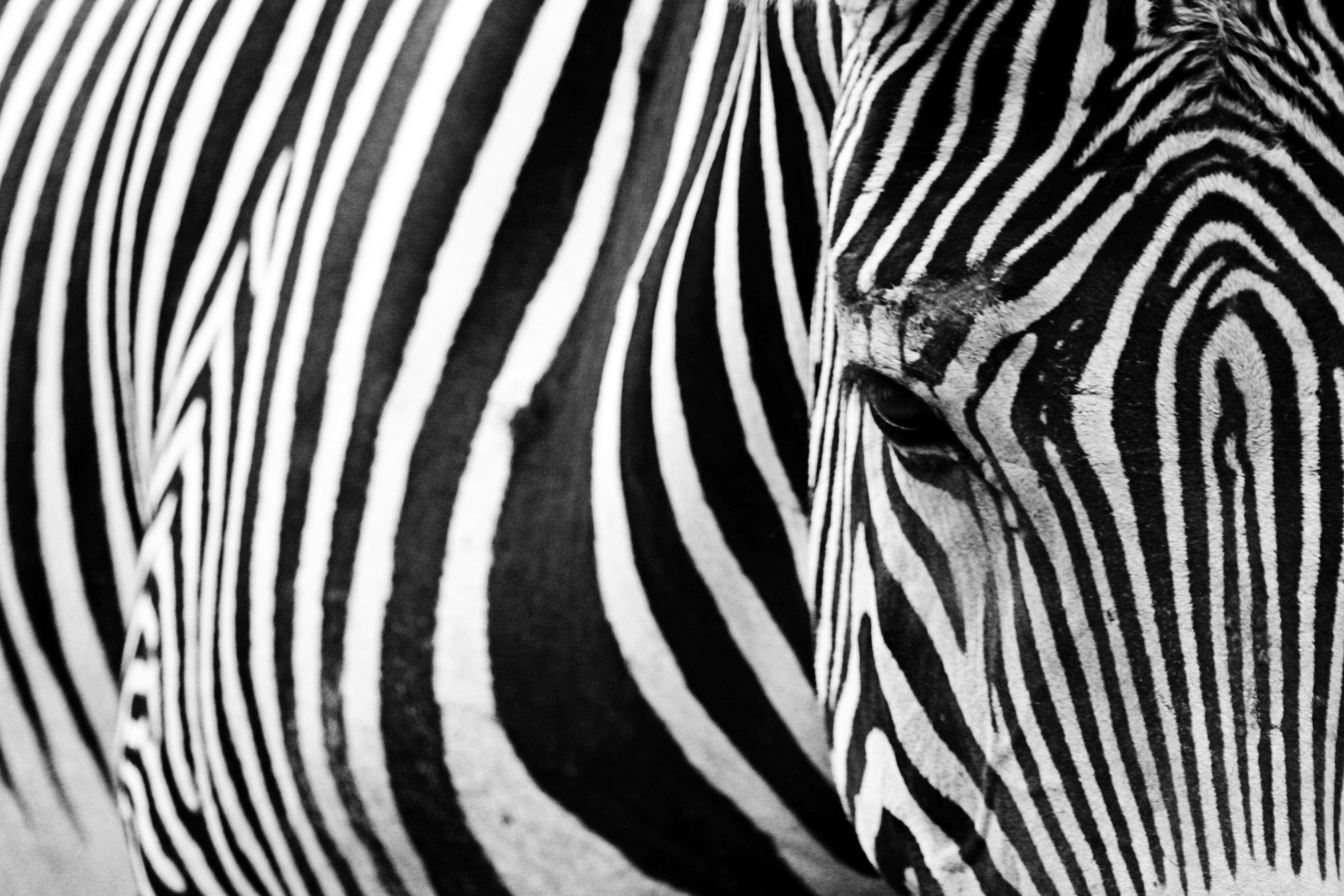 backgrounds, black, animal wildlife, mammals, eyes, natural pattern, no people, animal eye, animal body part, full frame, sophisticated, herd, safari, striped, HD Wallpaper