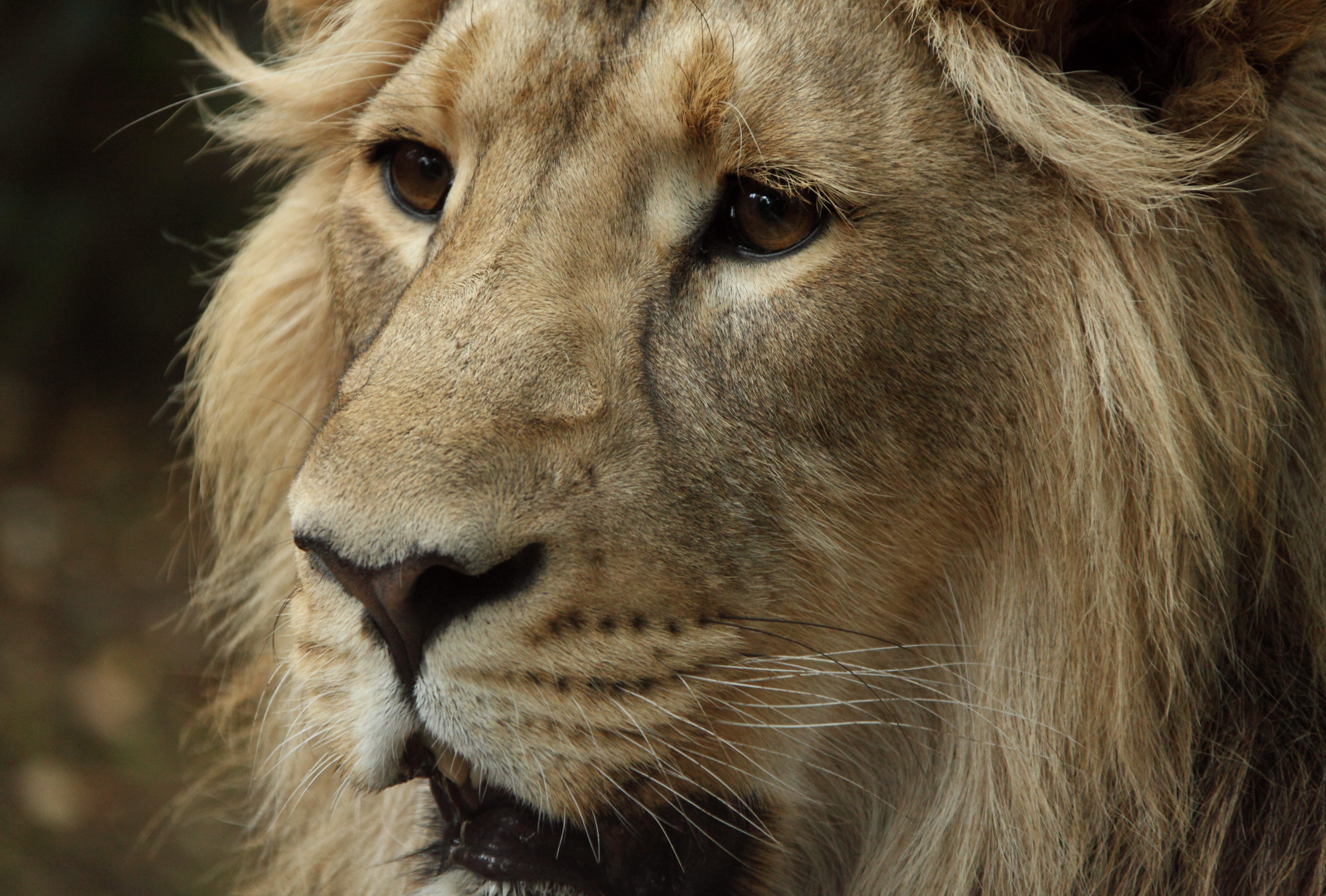 mane, safari Animals, animals In The Wild, feline, brown, closeup, undomesticated Cat, Windows, mammal, carnivore, nature, close-up, watching  waiting, HD Wallpaper