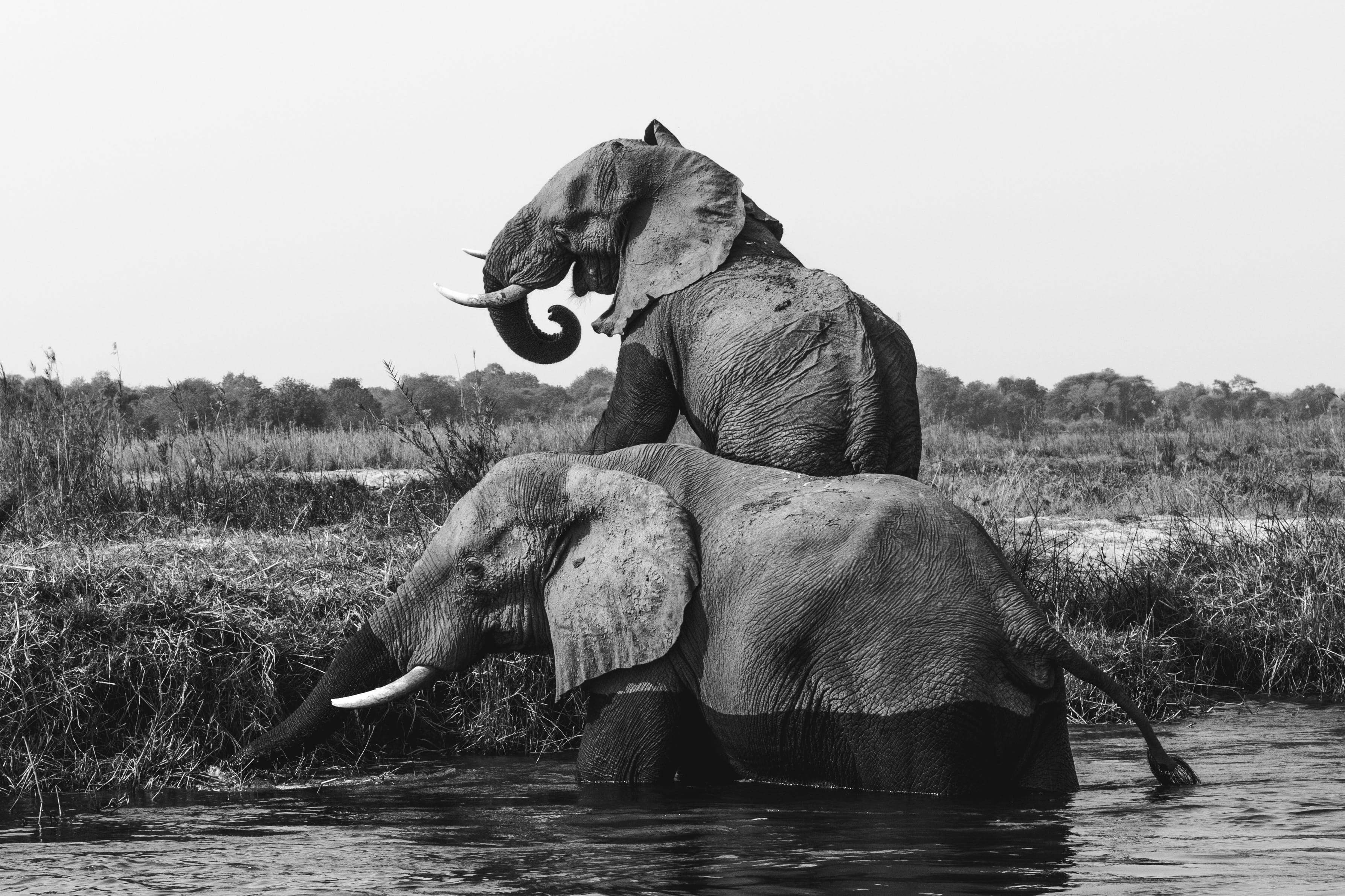 black And White, animal wildlife, stream, vertebrate, water, gray scale, sky, day, one man only, grass, two, outdoors, mammal, river, herbivorous, wildlife, HD Wallpaper