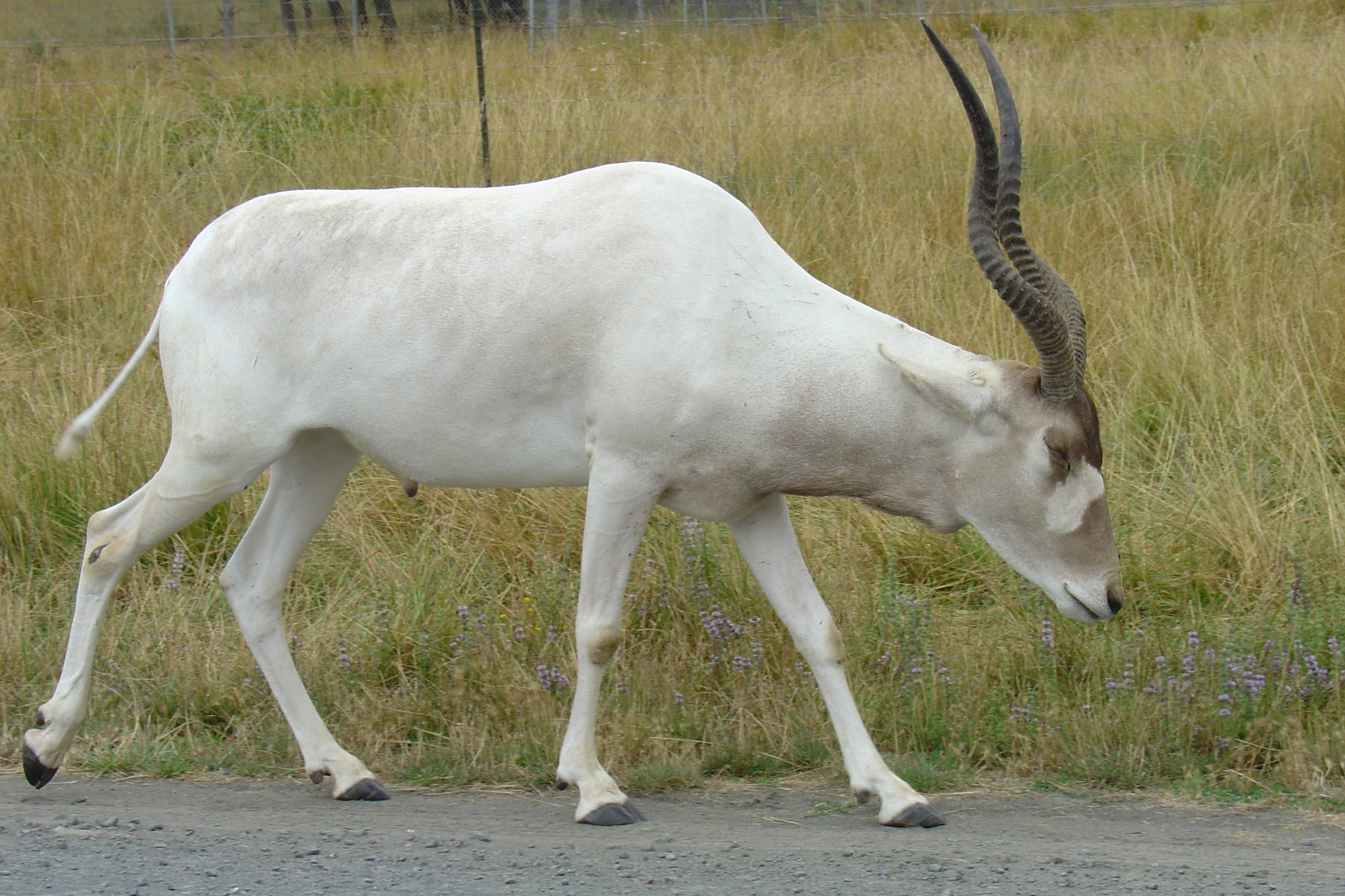 addax, antelope, animal wildlife, animals in the wild, animal themes, herbivorous, wildlife, endangered, horned, field, photo, beautiful, close-up, standing, HD Wallpaper