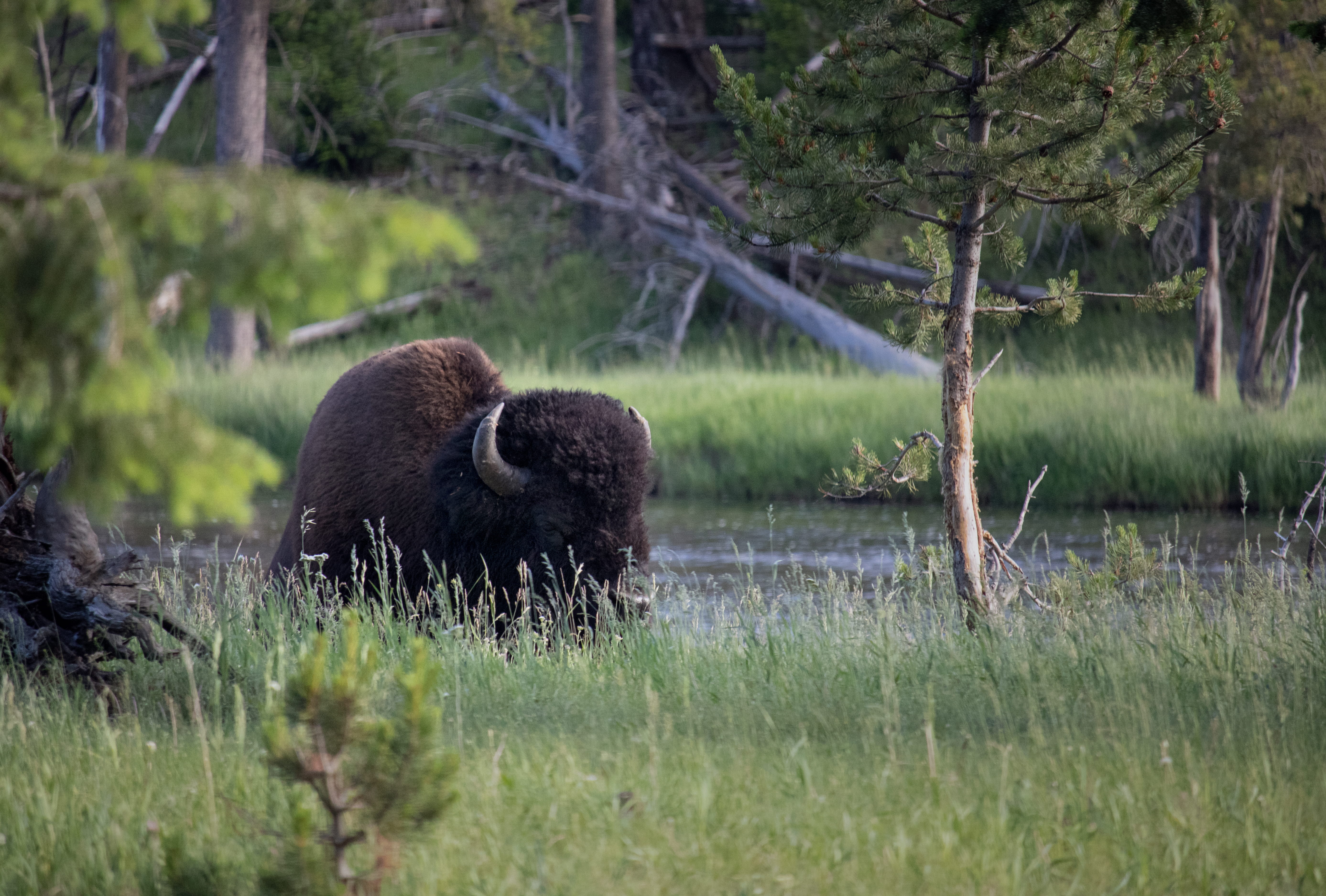 tree, grass, yellowstone, sheep, america, mammal, 5K, cow, bull, bison, strong, land, plant, buffalo, animal, lounging, horn, group of animals, day, wildlife, HD Wallpaper