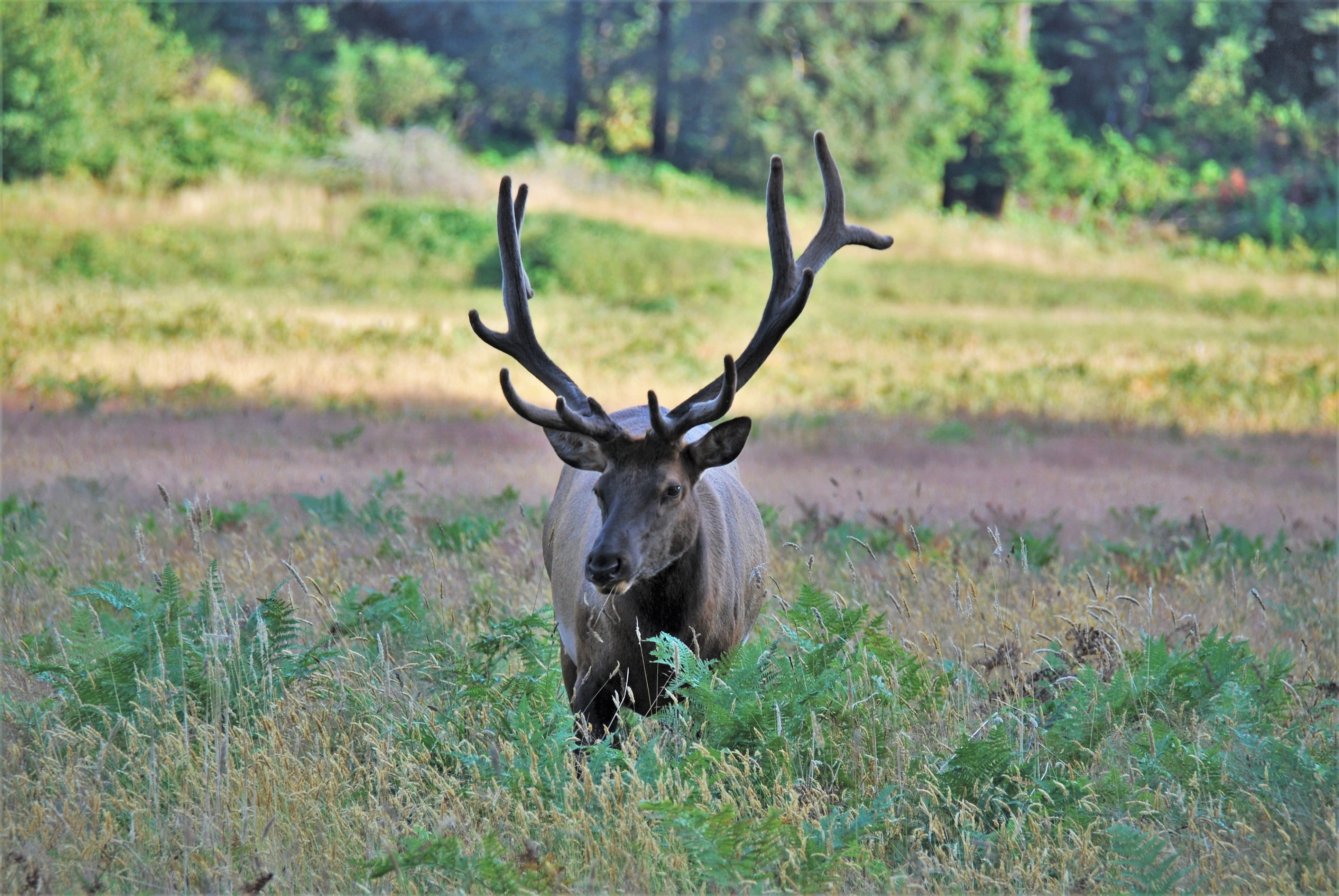 mammal, tree, green, outdoors, plant, animal wildlife, bull elk, land, vertebrate, no people, prairie creek redwoods state park, grazing, nature, big animal, HD Wallpaper