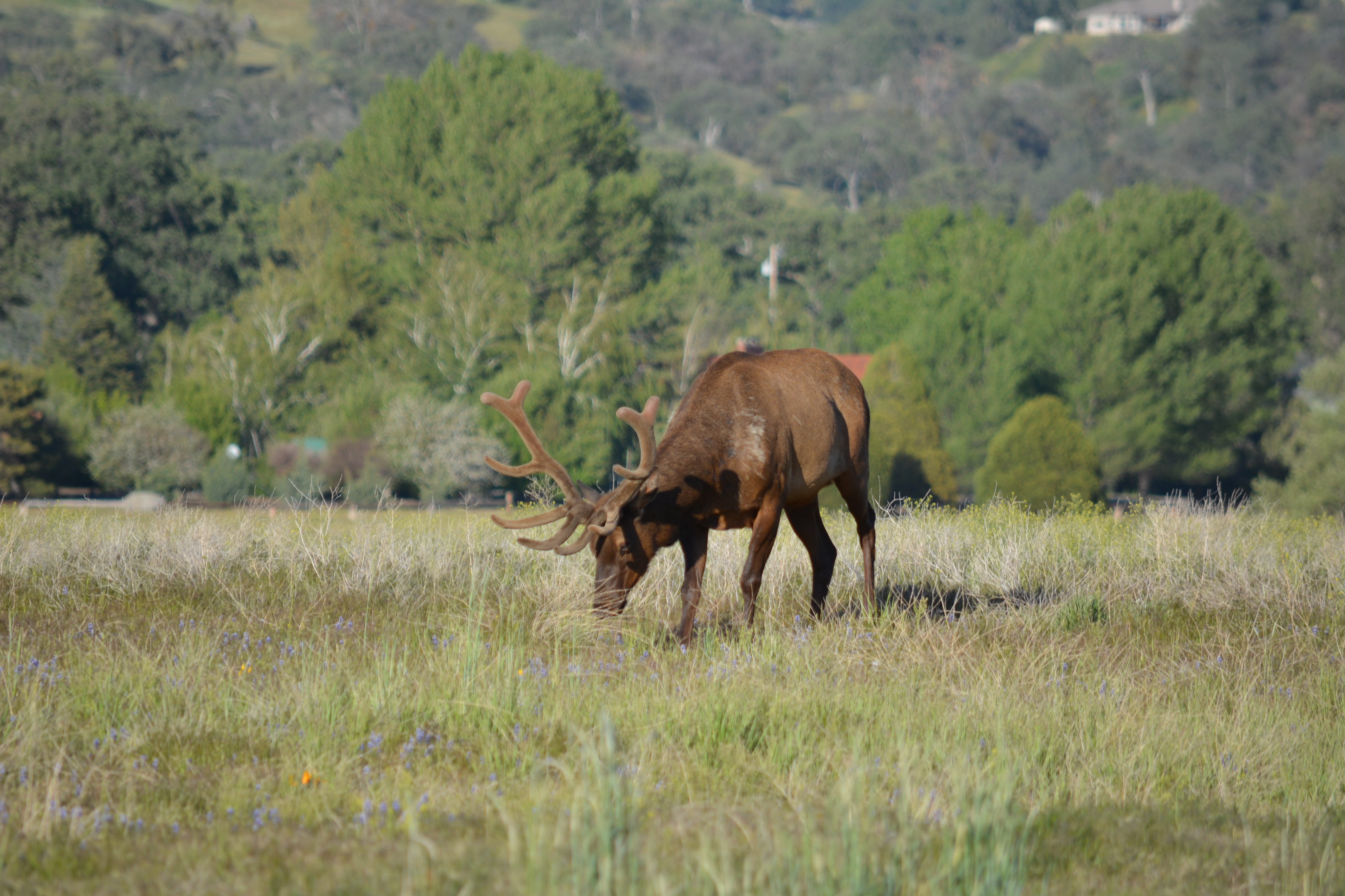 Elk, green color, hunt, brown, Grass, landscape, bull, plant, Male, animal, animal themes, grazing, tree, day, animal wildlife, field, outdoors, vertebrate, HD Wallpaper
