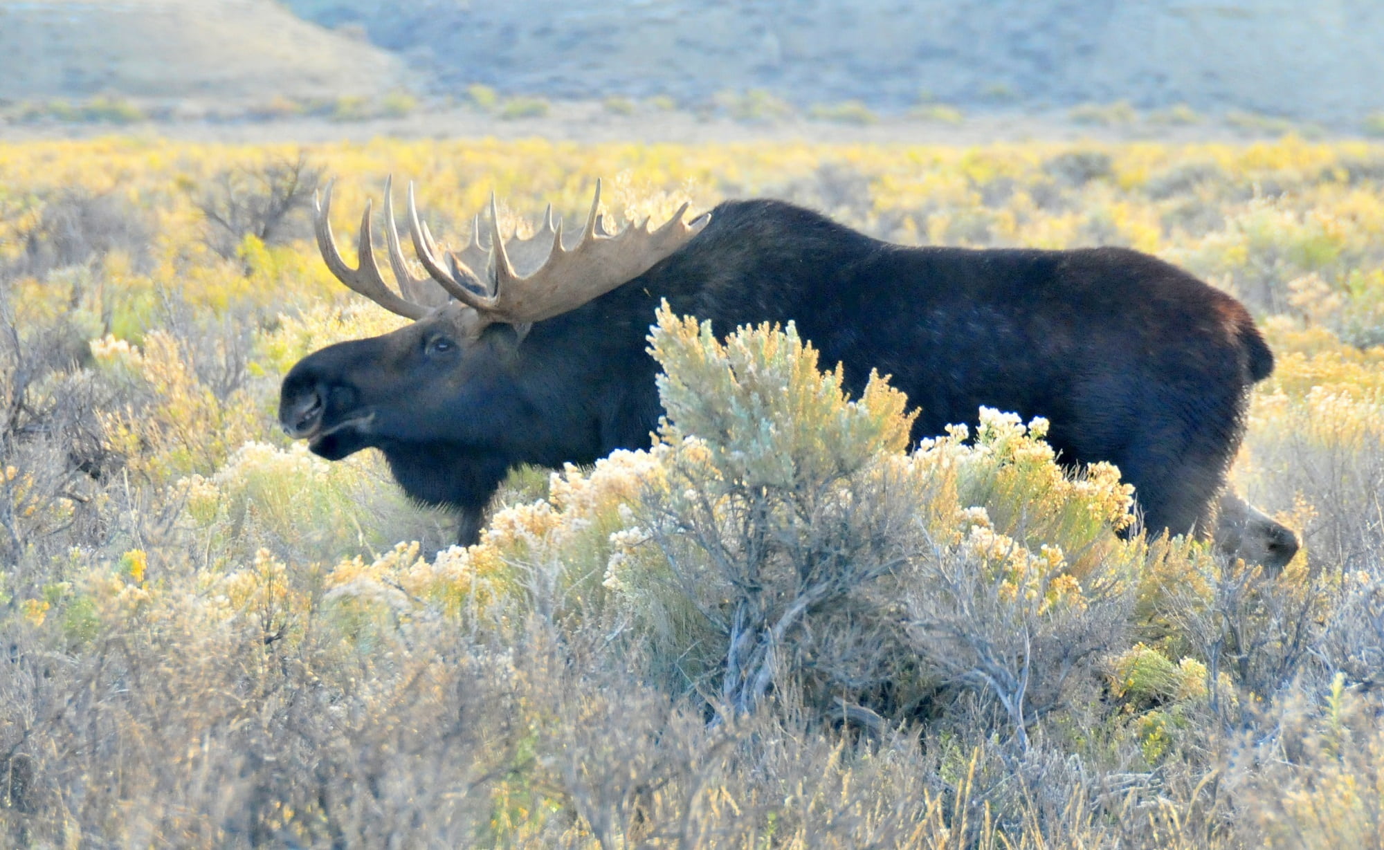 bushes, animal, black, fur, animal wildlife, nature, near, tree, outdoors, male animal, 1080P, bull, moose, wilderness, antlers, field, no people, vertebrate, HD Wallpaper