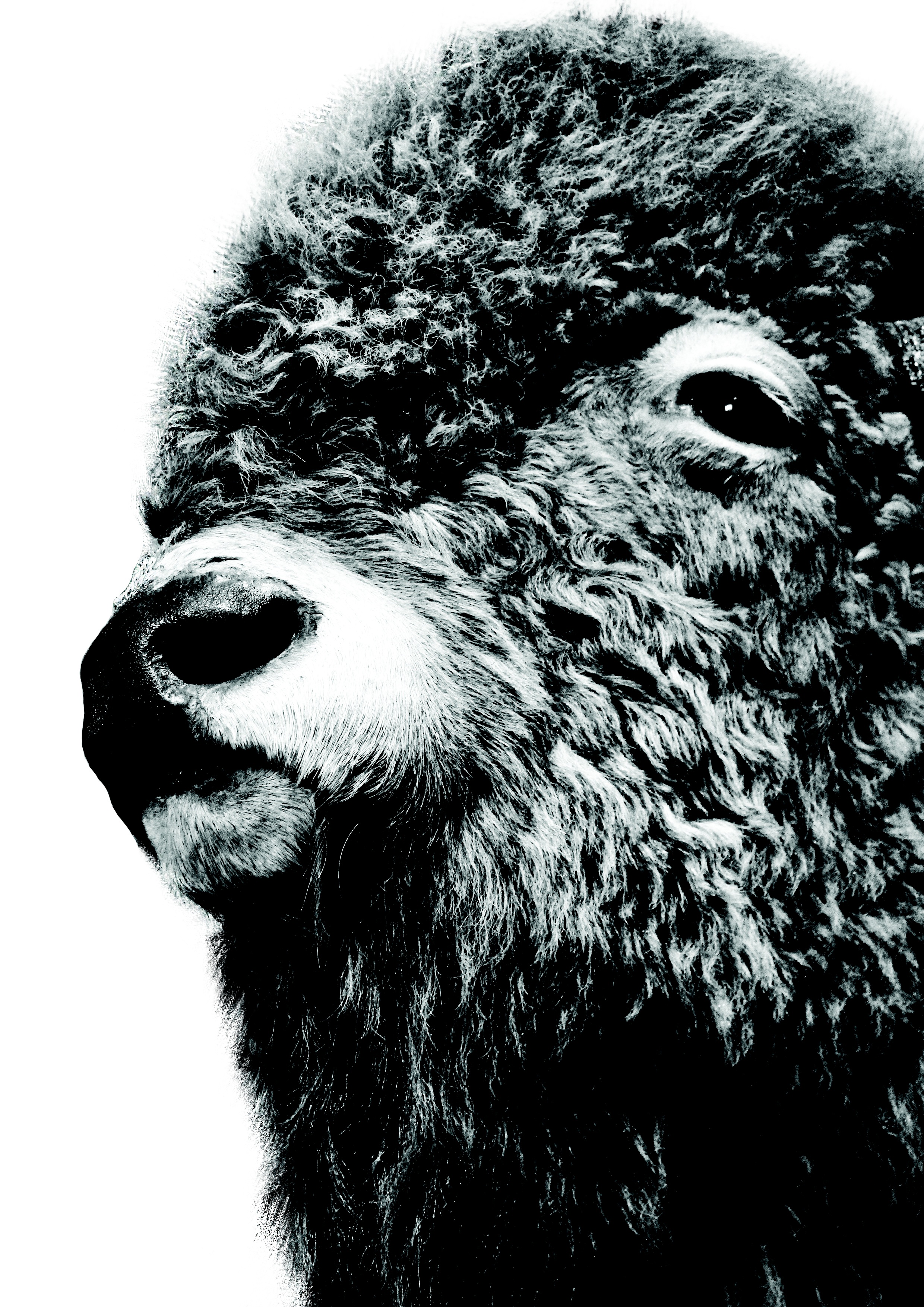 one animal, zoo, animal, bull, male, looking away, hair, buffalo, canada, wildlife, no people, brown, american, snout, bison, animals in the wild, 2K, Phone HD Wallpaper