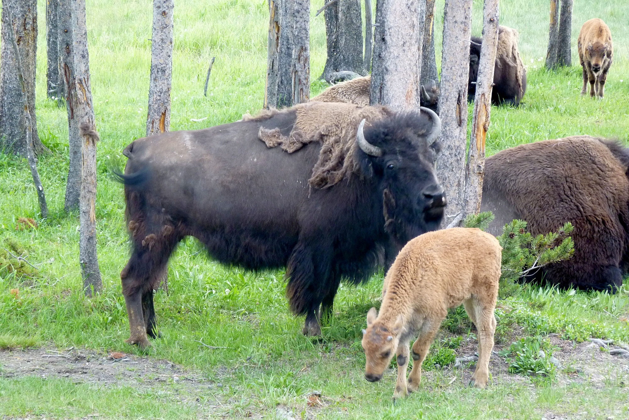 group of animals, yellowstone, fur, black, zoo, tree, animal family, 1080P, cattle, ox, beside, day, large, vertebrate, Bison, woolly, herbivore, standing, HD Wallpaper
