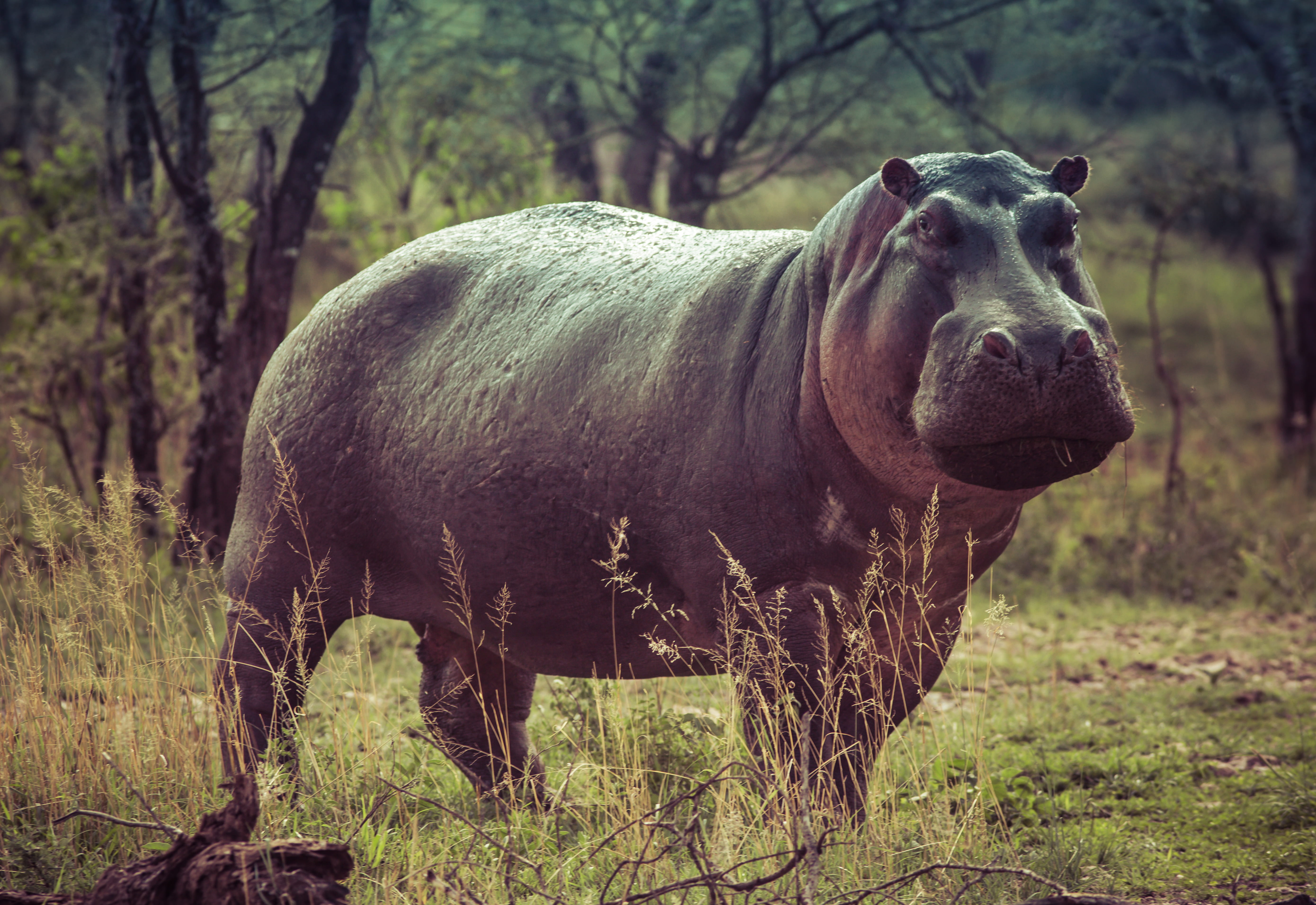 park, bull, reserve, 5K, animals in the wild, outdoors, strong, mammal, tree, no people, safari, animal themes, grass, black, big, animal photography, HD Wallpaper