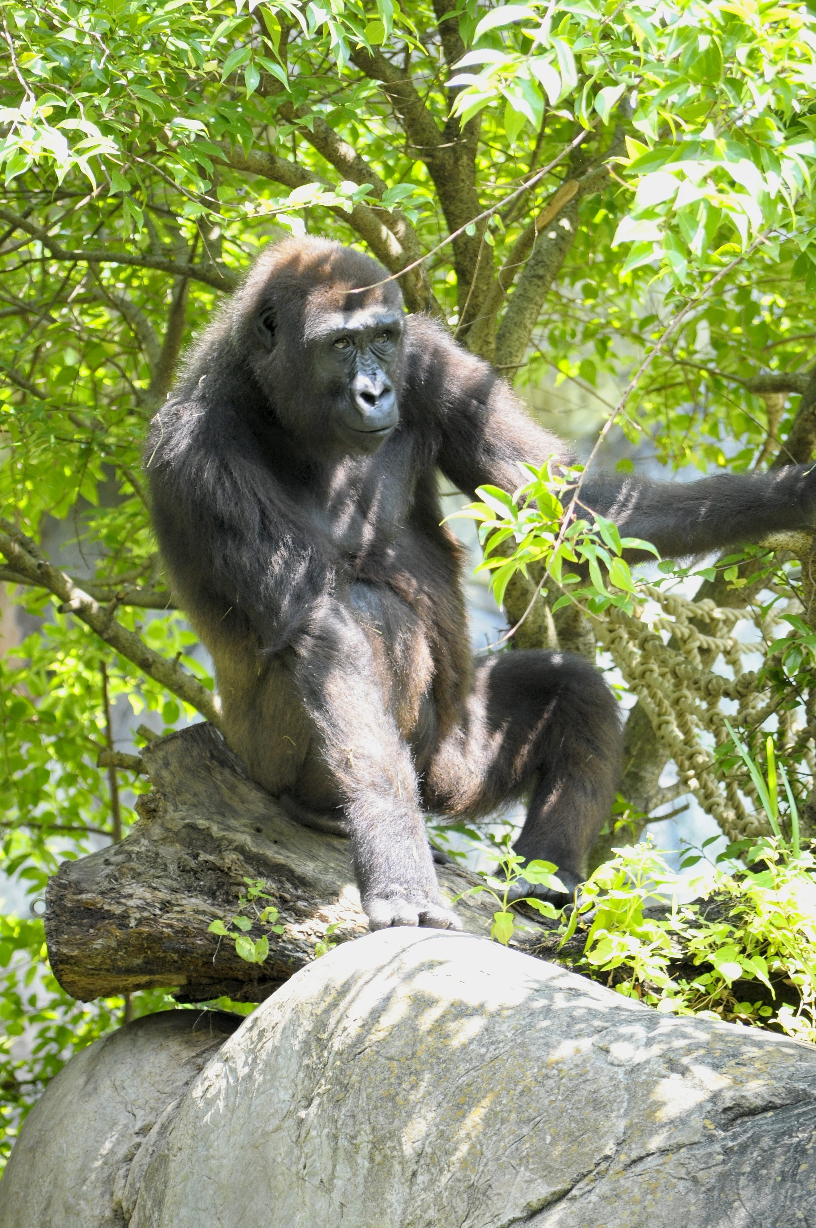 tree, mammal, rock - object, day, outdoors, animal themes, monkey, rock, nature, rainforest, no people, western lowland gorilla, animals in the wild, vertebrate, Phone HD Wallpaper