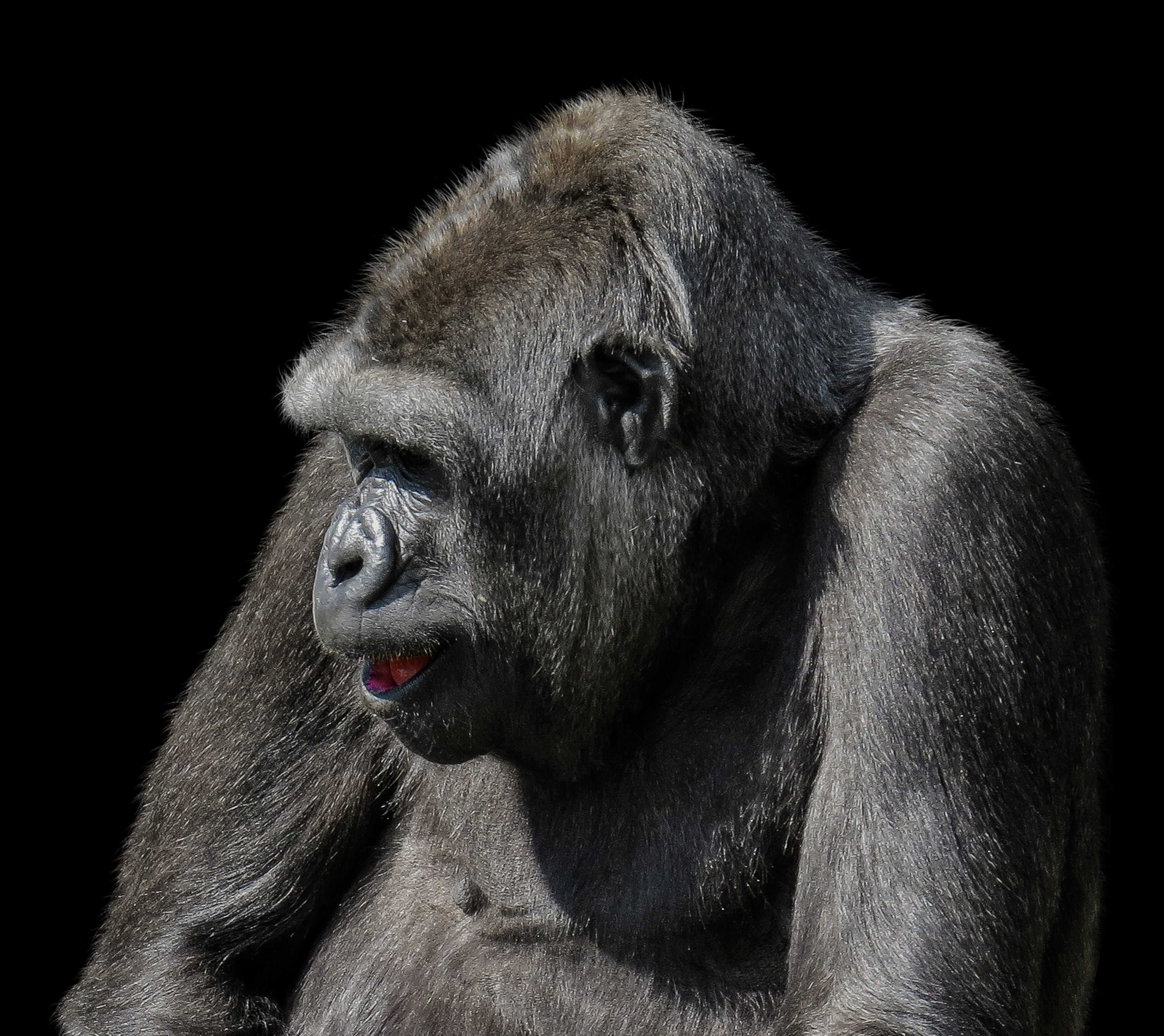 life, mouth open, animal body part, one animal, close-up, animal wildlife, 2K, zoo, lowland gorilla, dominant, no people, primate, vertebrate, monkey, HD Wallpaper