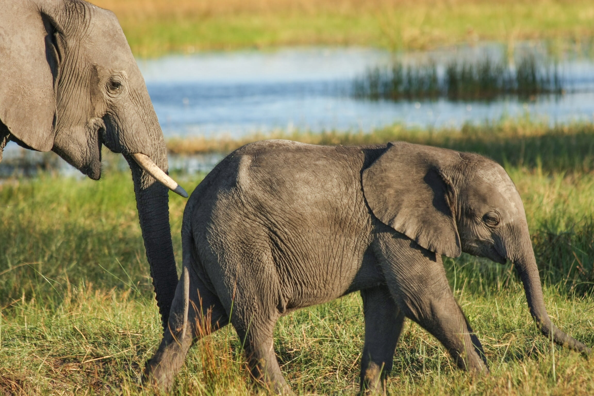 african elephant, baby, plant, animal, body, two animals, vertebrate, animal family, okavanga delta, no people, safari, animal trunk, wildlife photography, HD Wallpaper