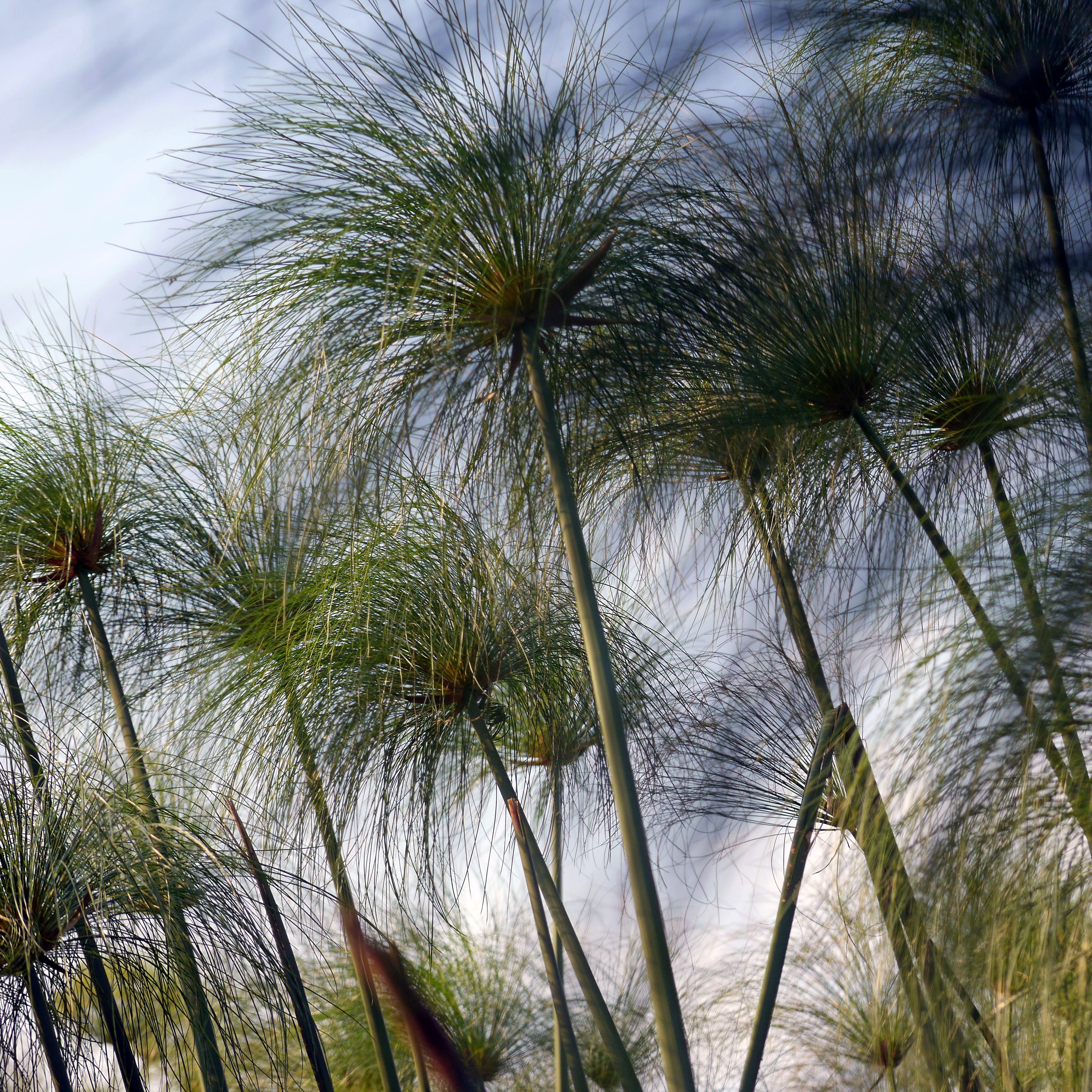 low angle view, no people, close-up, tree, sky, okavanga delta, safari, palm tree, palm leaf, green color, grass, land, africa, scenics - nature, botswana, Phone HD Wallpaper