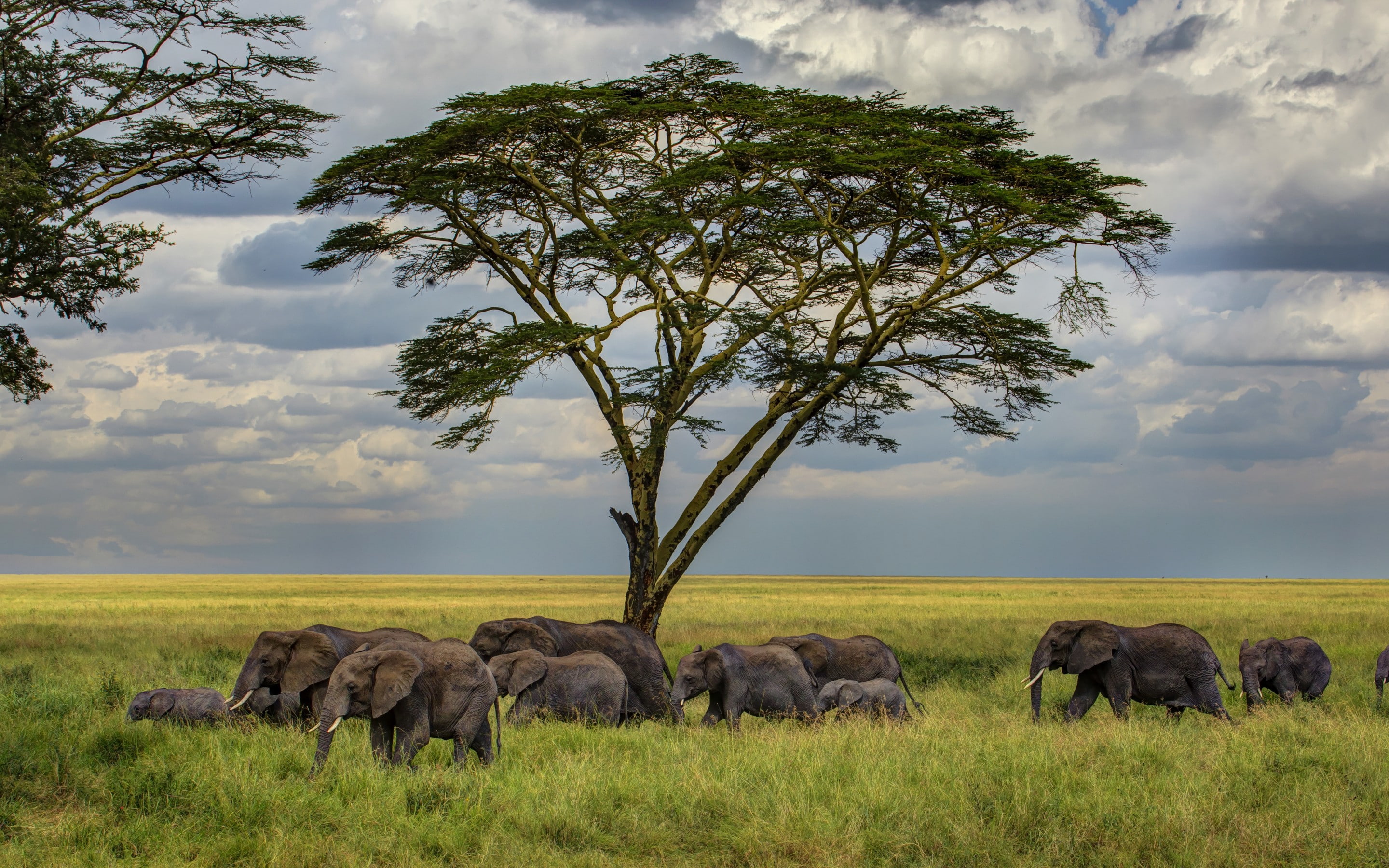 green, 2K, elephant, elephants, photo, assorted, beside, herd, tree, grass, savannah, HD Wallpaper