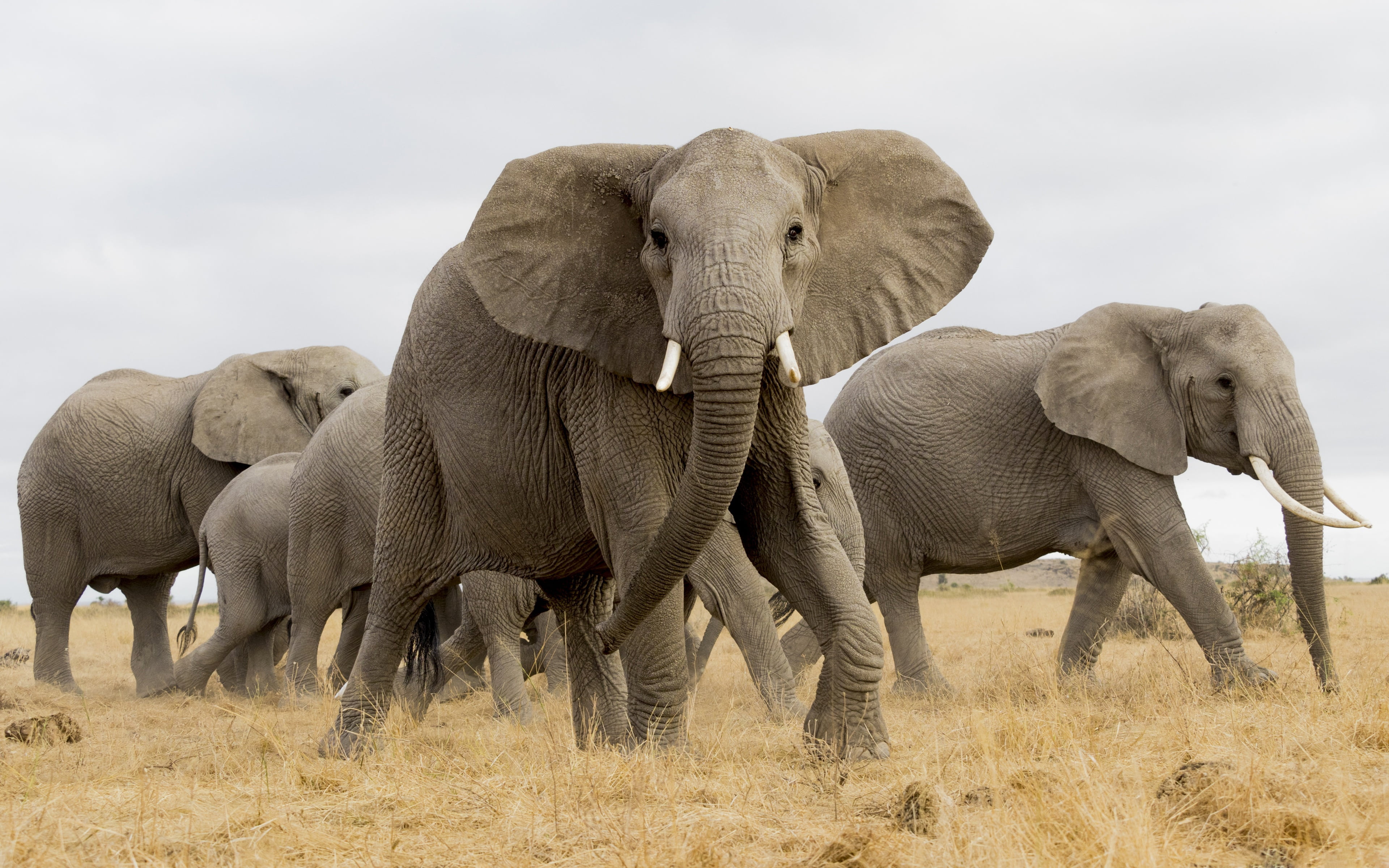 the herd, elephant, 4K, Africa, HD Wallpaper