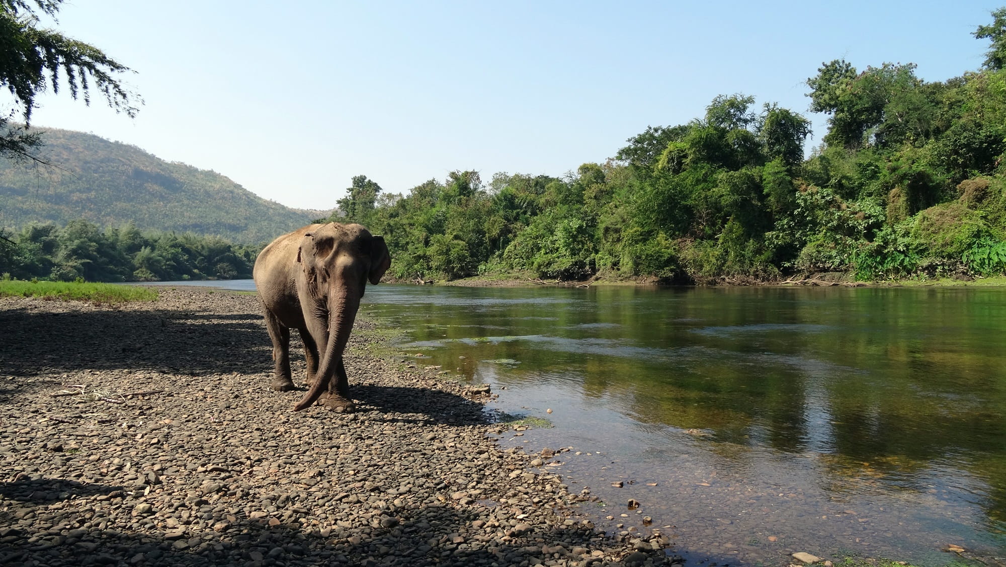 animal wildlife, sunlight, domestic animals, beauty in nature, Elephant, 1080P, lake, nature, animals And Pets, animal, water, animal themes, tree, Pachyderm, HD Wallpaper