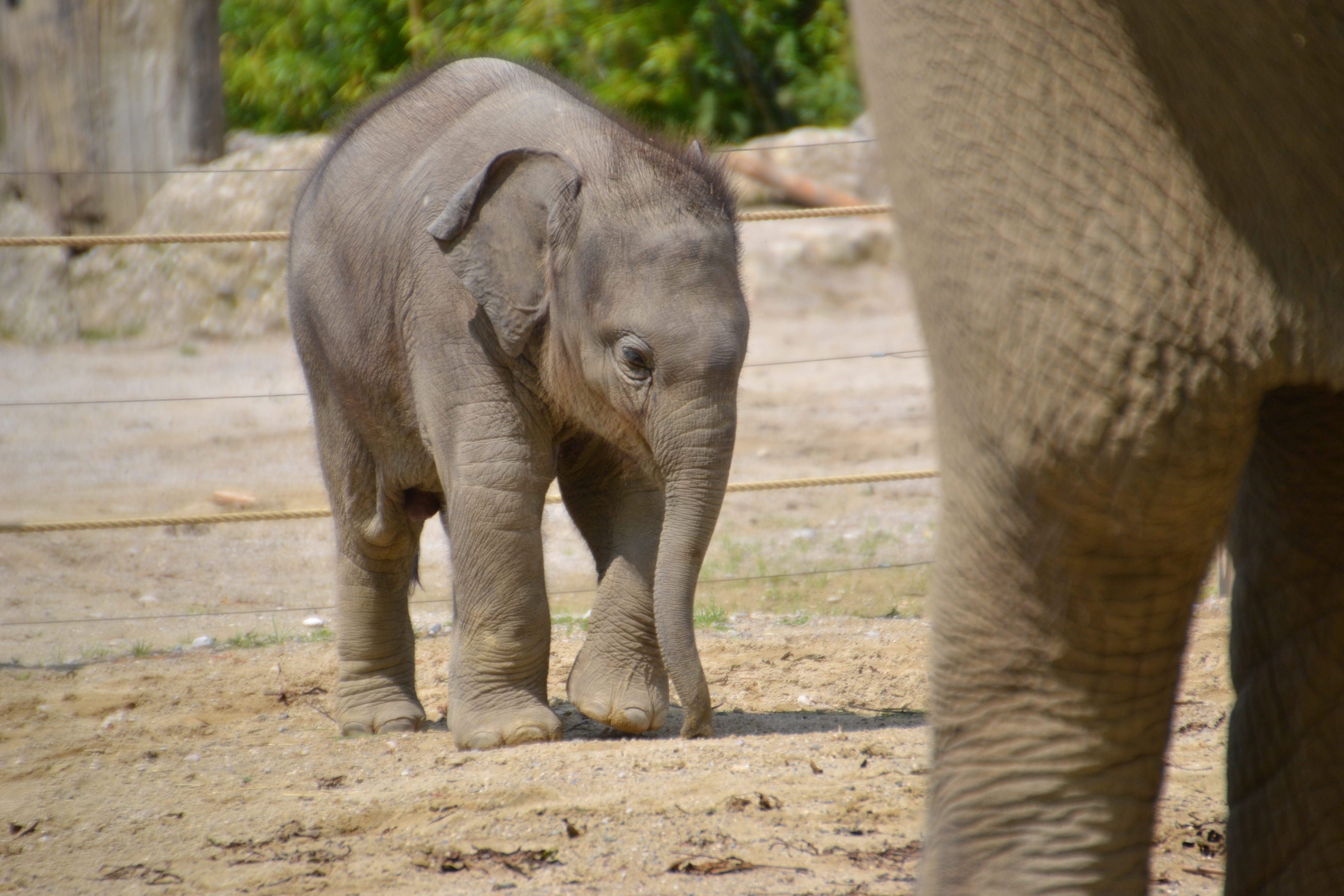 animal trunk, elephant, outdoors, no people, animals in the wild, pachyderm, vertebrate, herbivorous, elephants child, animal family, elephant calf, animals in captivity, HD Wallpaper
