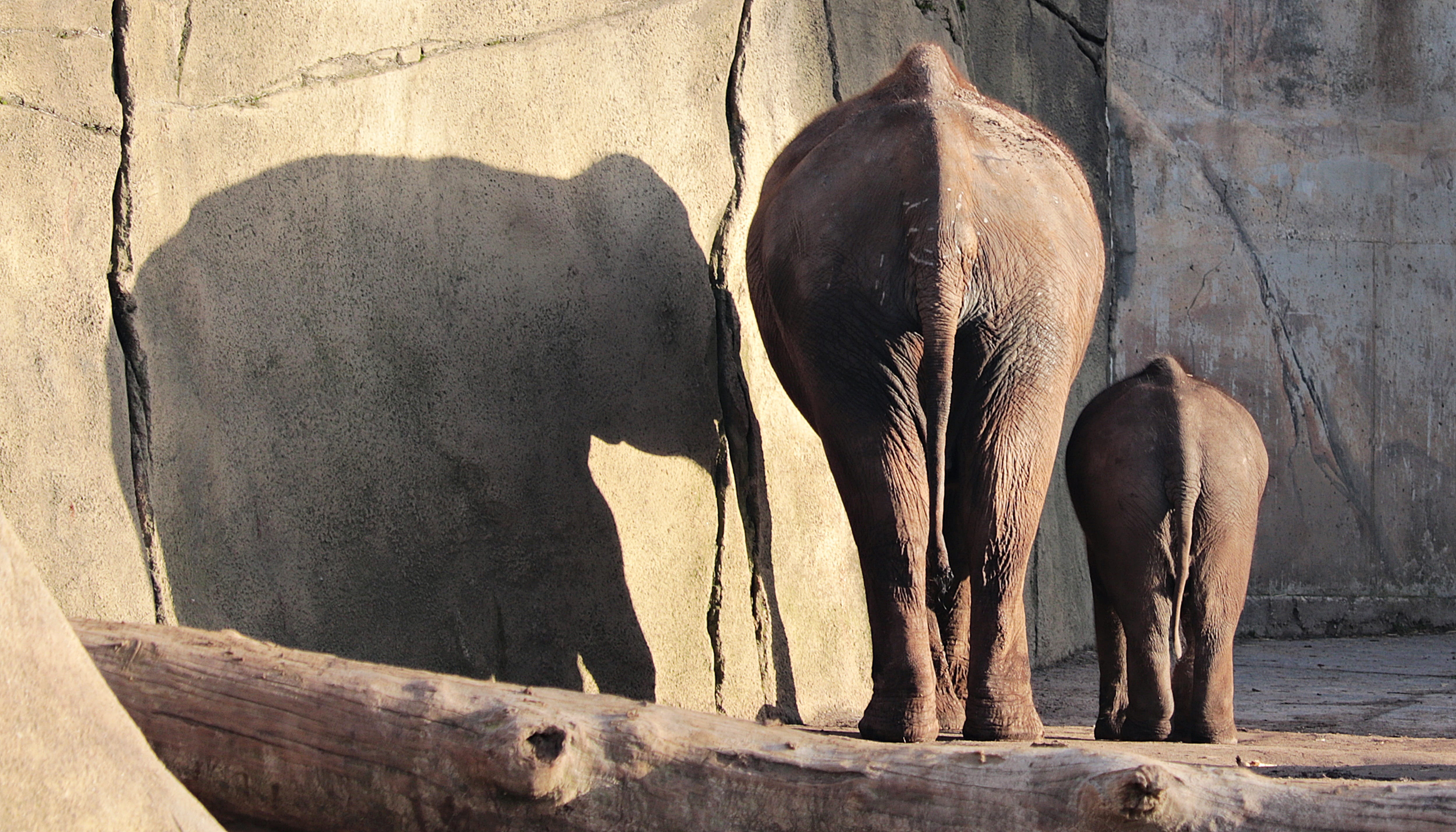 pachyderm, two animals, animal wildlife, vertebrate, togetherness, mammal, outdoors, 4K, animals in the wild, herbivorous, elephant calf, elephant, no people, HD Wallpaper