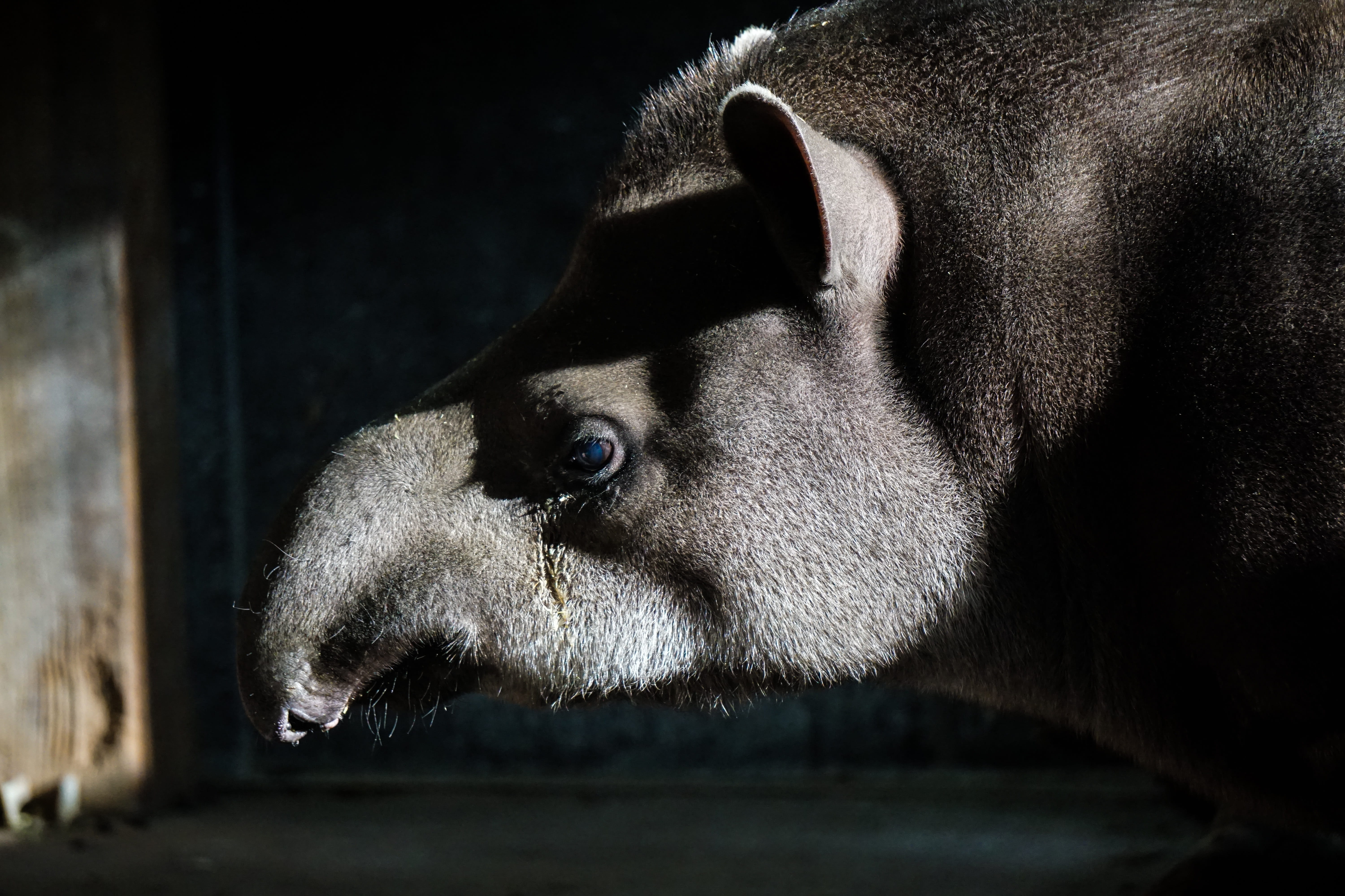 animal themes, animal body part, wild animals, side view, animal mouth, animals And Pets, Tapir, herbivorous, pets, animal head, nature, animals in the wild, HD Wallpaper