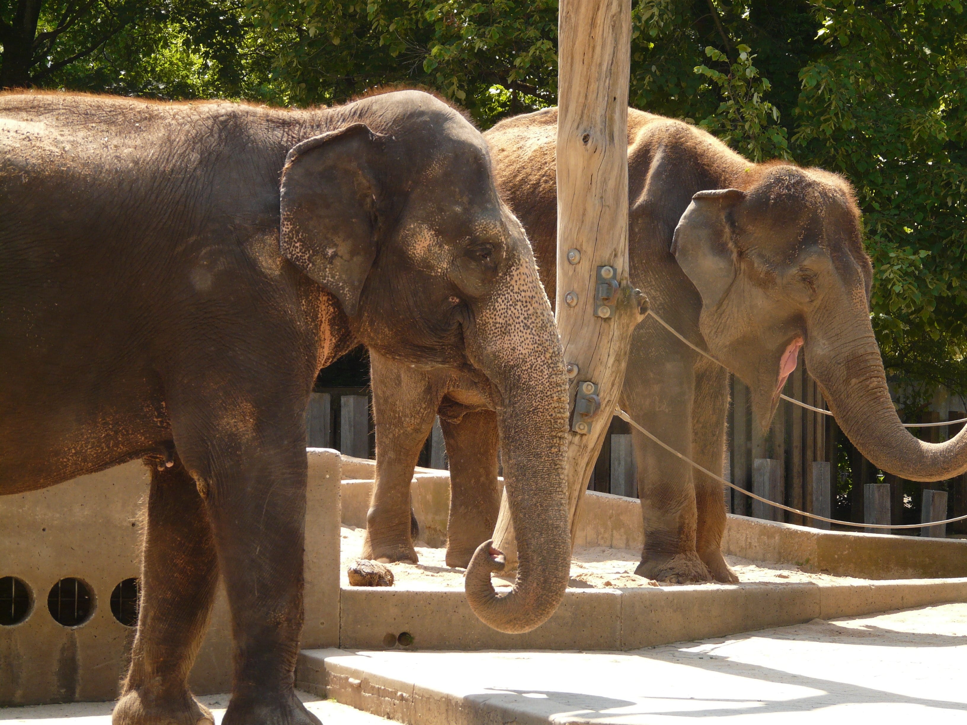 Elephant, animal trunk, standing, asian, Zoo, sunlight, young animal, enclosure, ears, herbivorous, Proboscidea, day, Flock, animal, no people, nature, HD Wallpaper