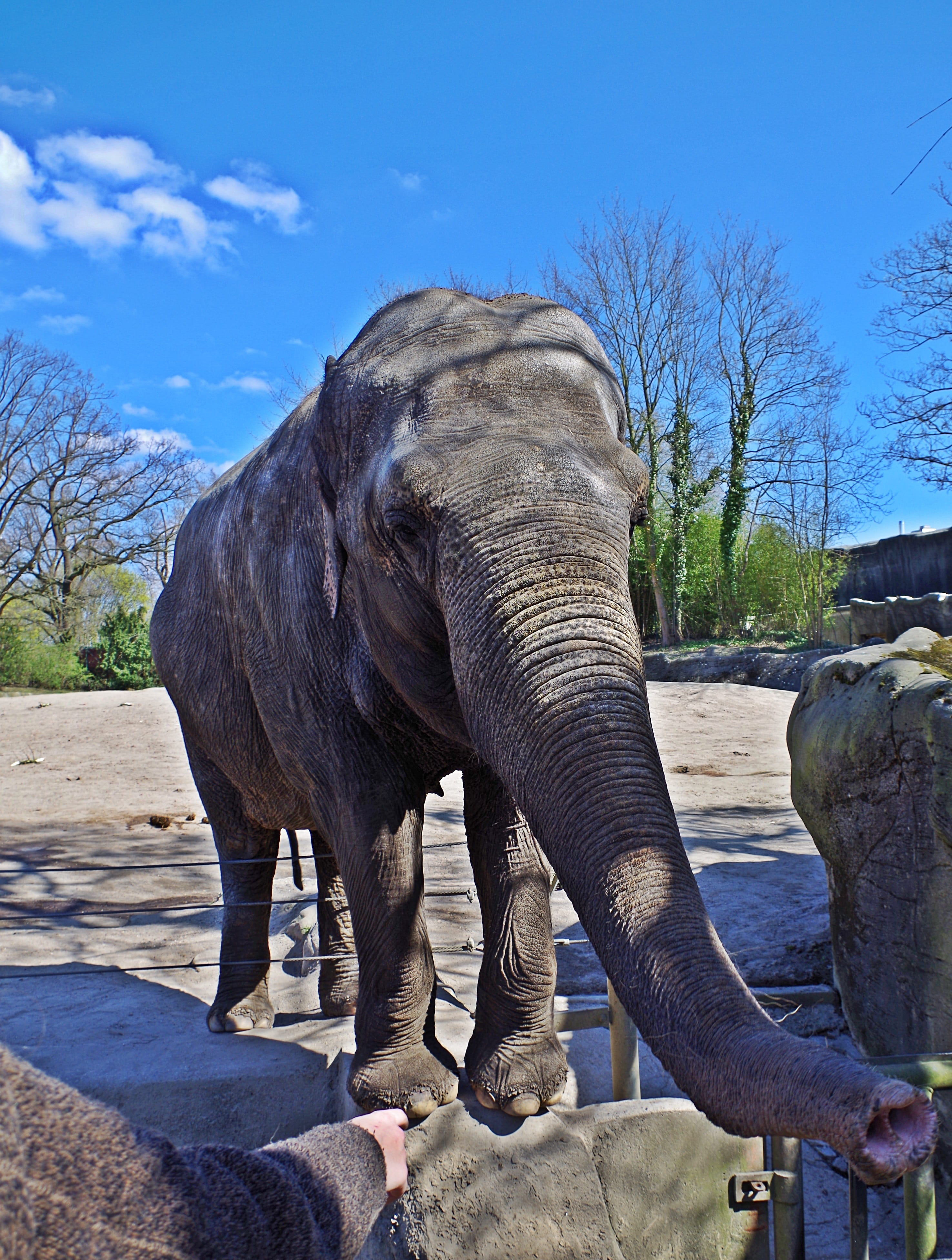 day, Animal, sky, sunlight, Proboscidea, nature, animal themes, one animal, Pachyderm, mammal, standing, zoo, Elephant, animals in the wild, vertebrate, Phone HD Wallpaper