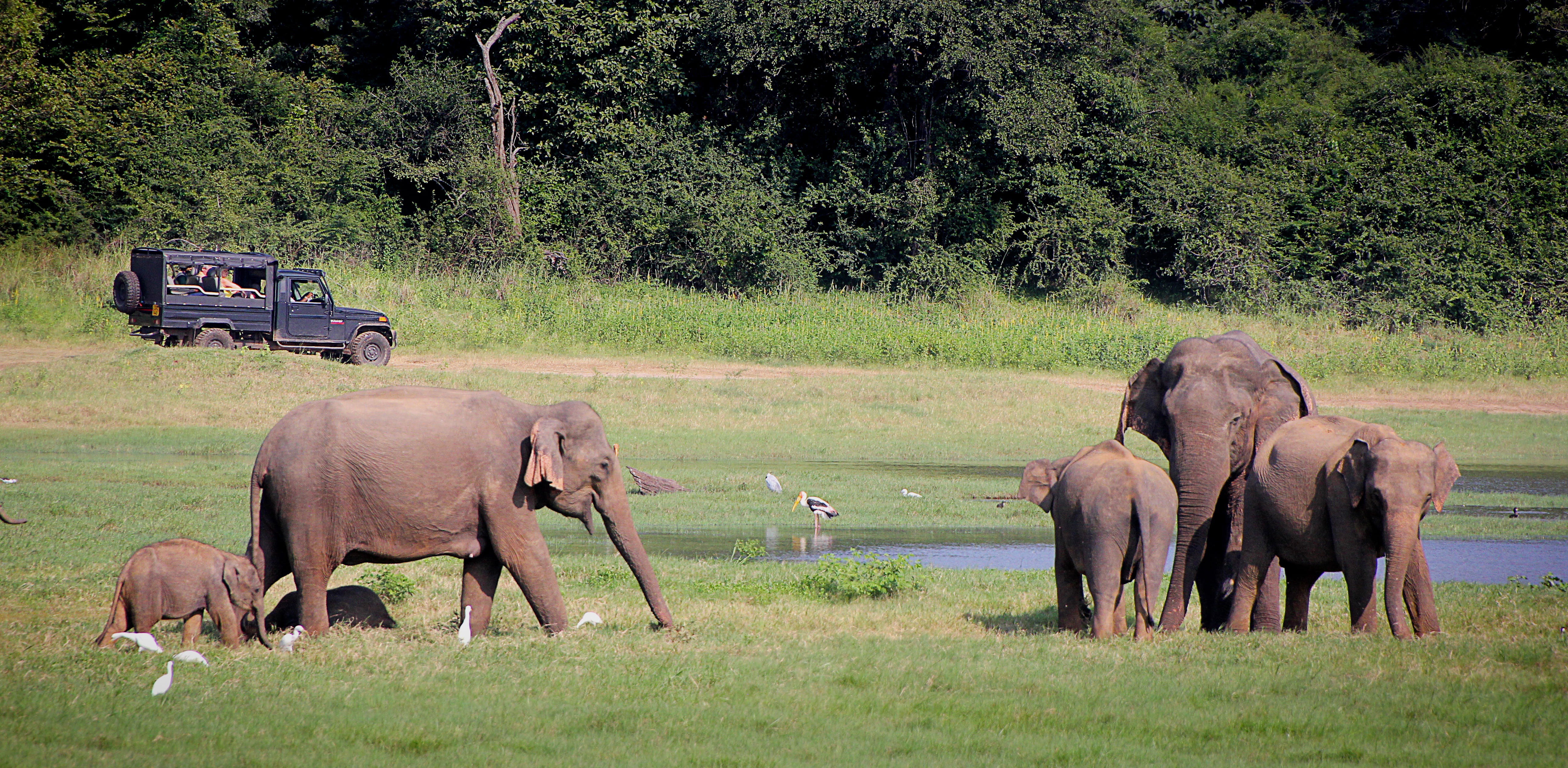 animals in the wild, vertebrate, baby elephant, field, group, herd, 5K, proboscidea, group of animals, sri lanka, plant, grass, focus on foreground, elephant, HD Wallpaper