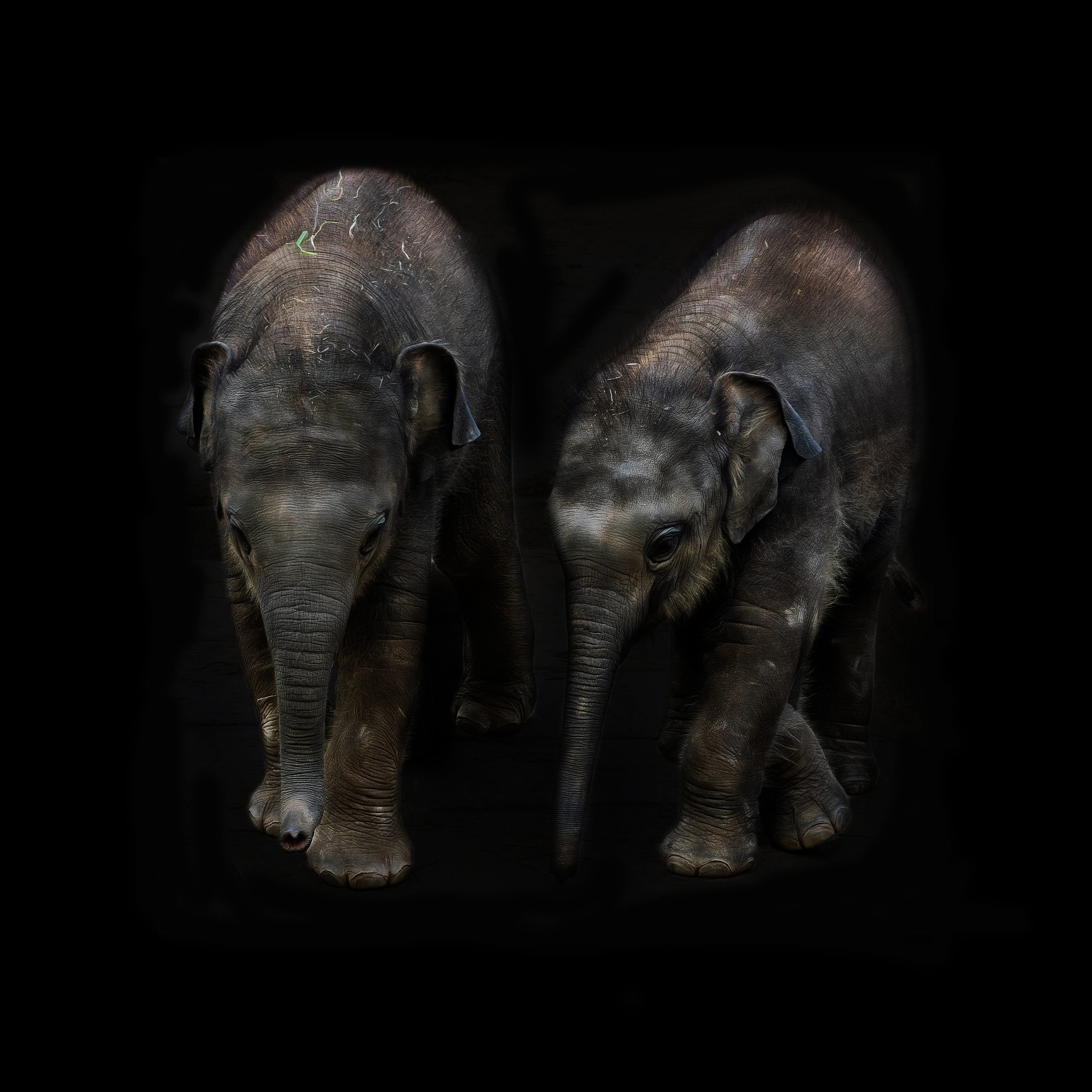 calf, proboscis, animal portrait, black background, animal family, no people, group of animals, elephant, herbivorous, young animal, mammal, elephant calf, Phone HD Wallpaper