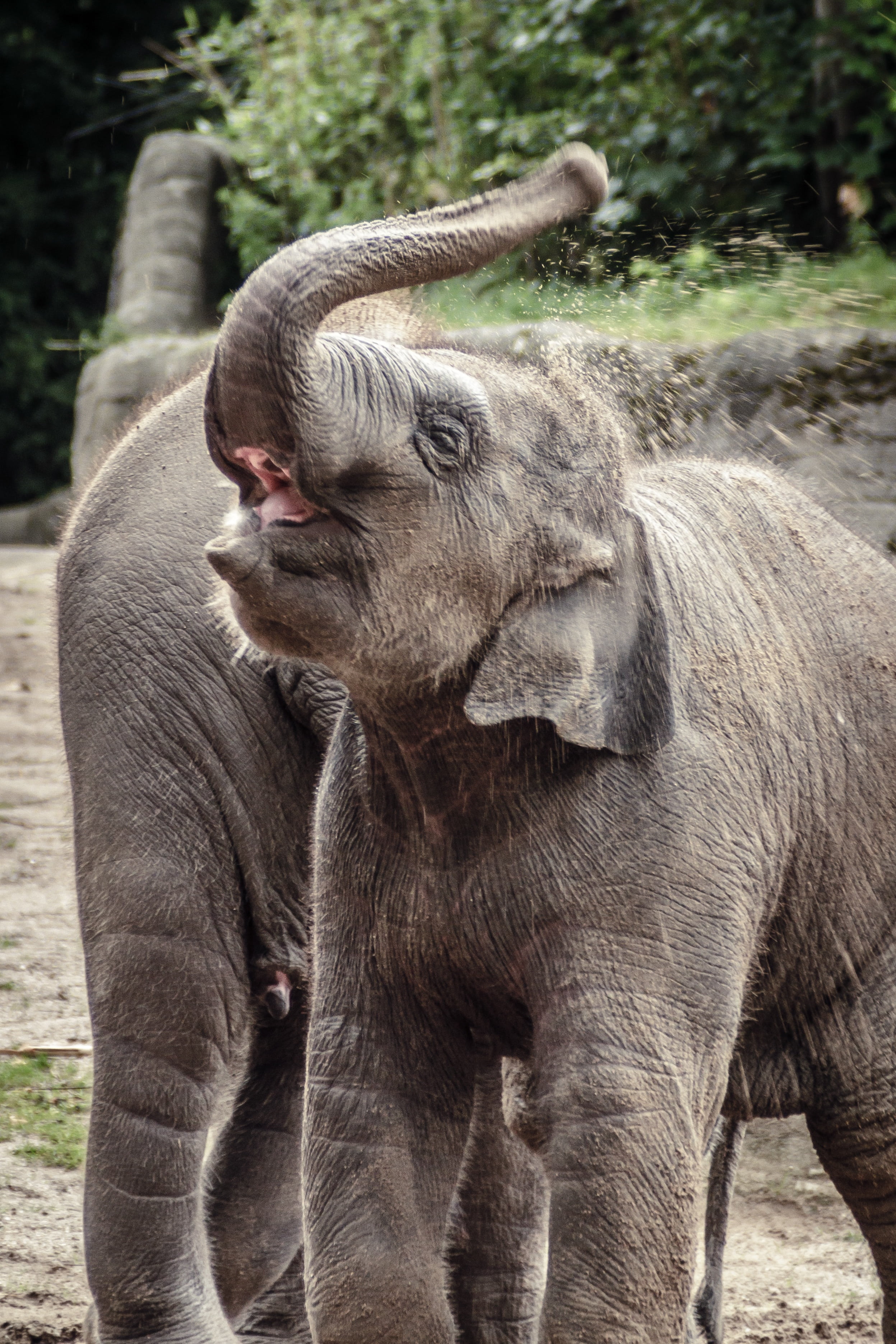 sand, animal themes, herbivorous, proboscis, make clean, one animal, pets, livestock, gray, field, elephant, grey, baby elephant, mammal, nature, clean, Phone HD Wallpaper